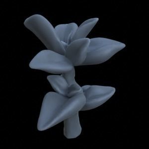 10 PEPPEROMIA PLANTS FOR TERRAIN DIORAMA TABLETOP 1-35 3D print model_5