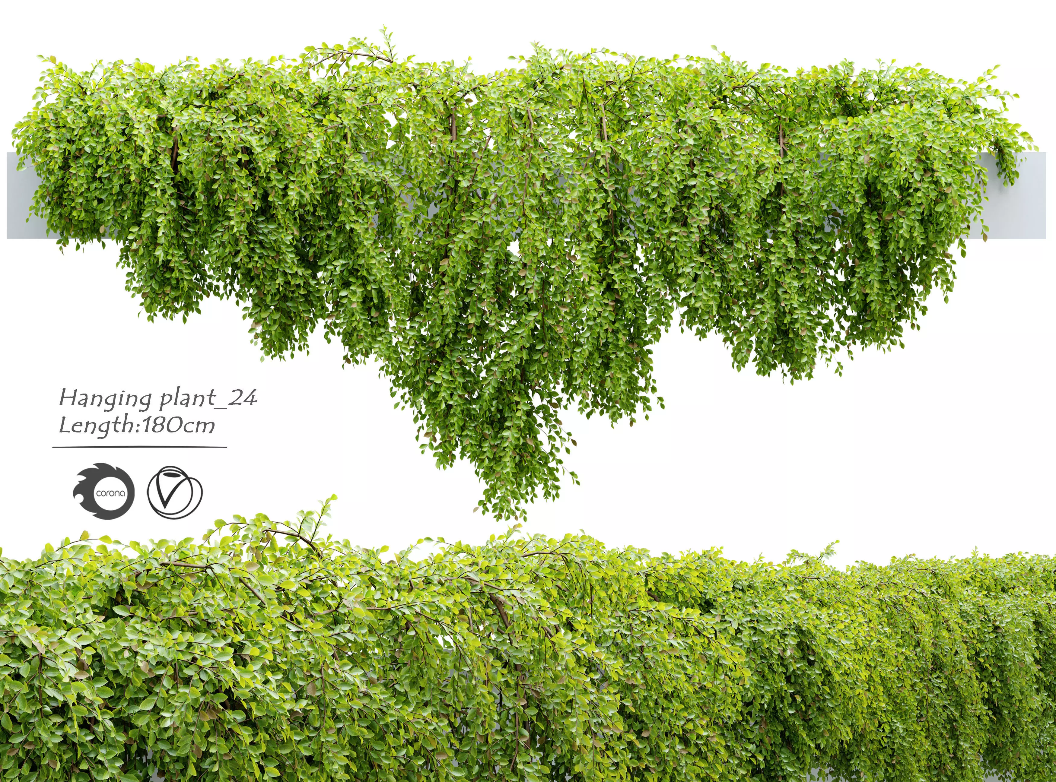Hanging Plant 24 3D model_0