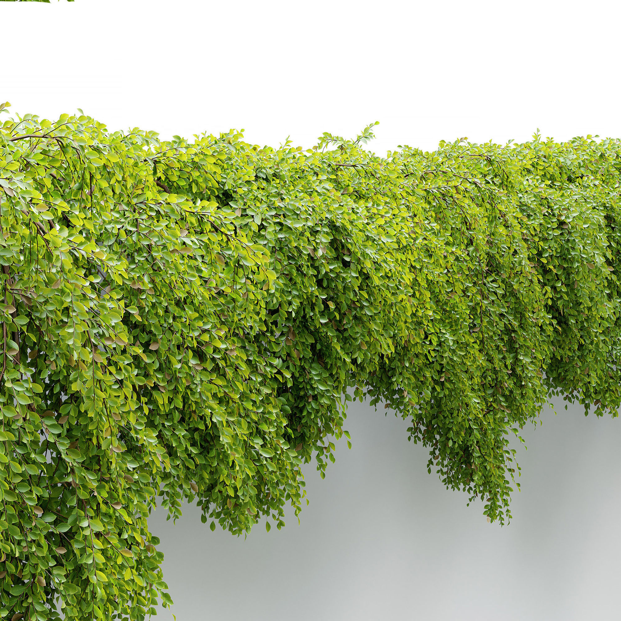 Hanging Plant 24 3D model_4