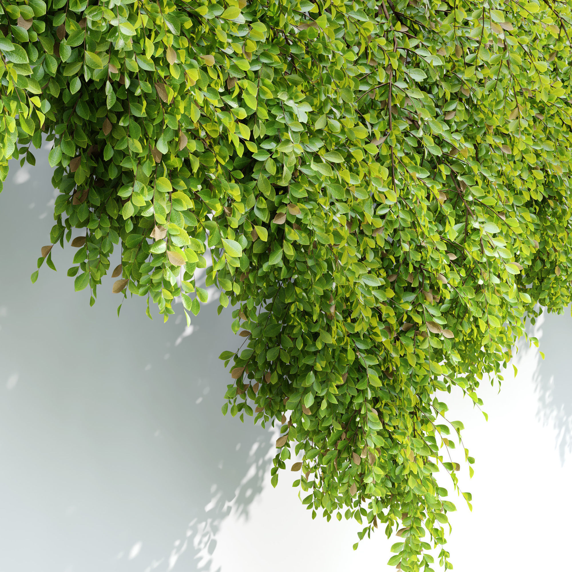 Hanging Plant 24 3D model_5