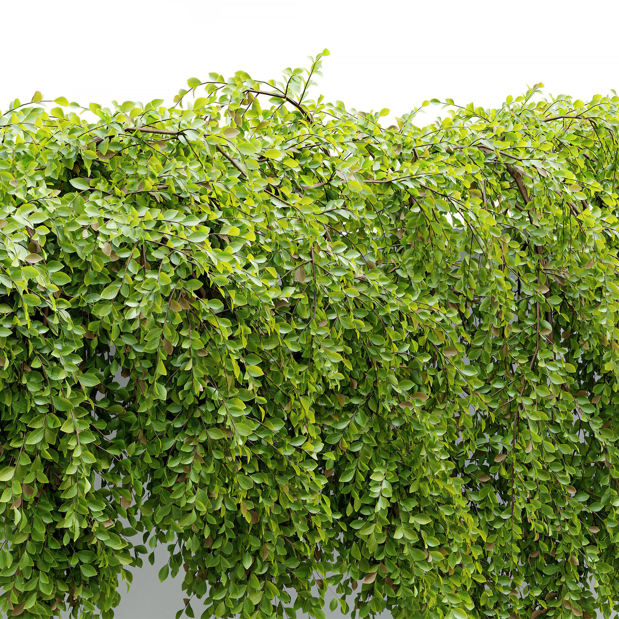 Hanging Plant 24 3D model_3