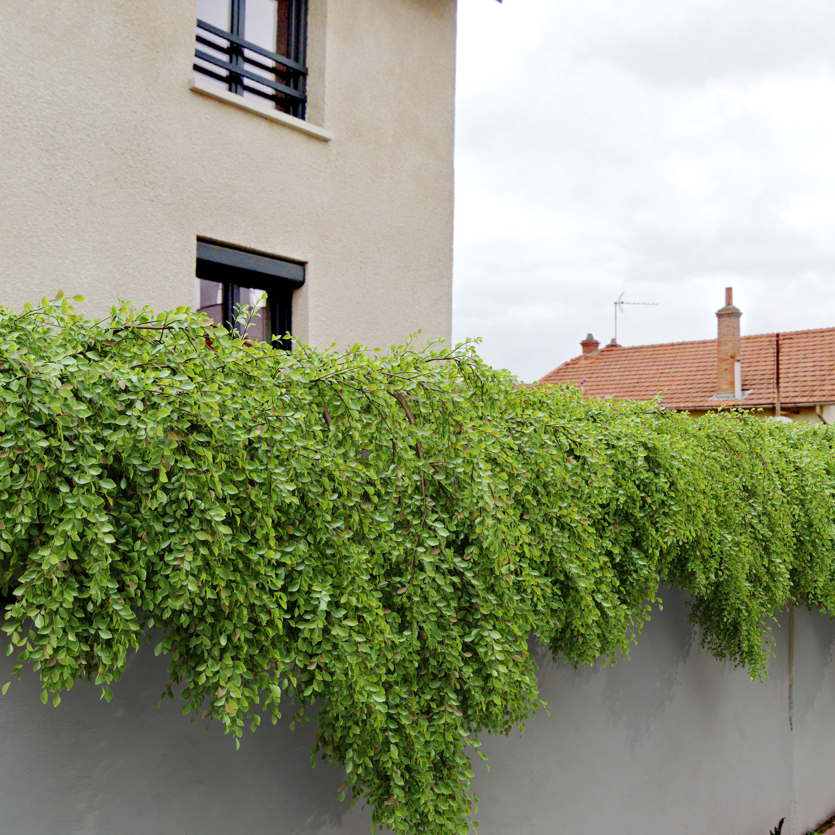 Hanging Plant 24 3D model_2