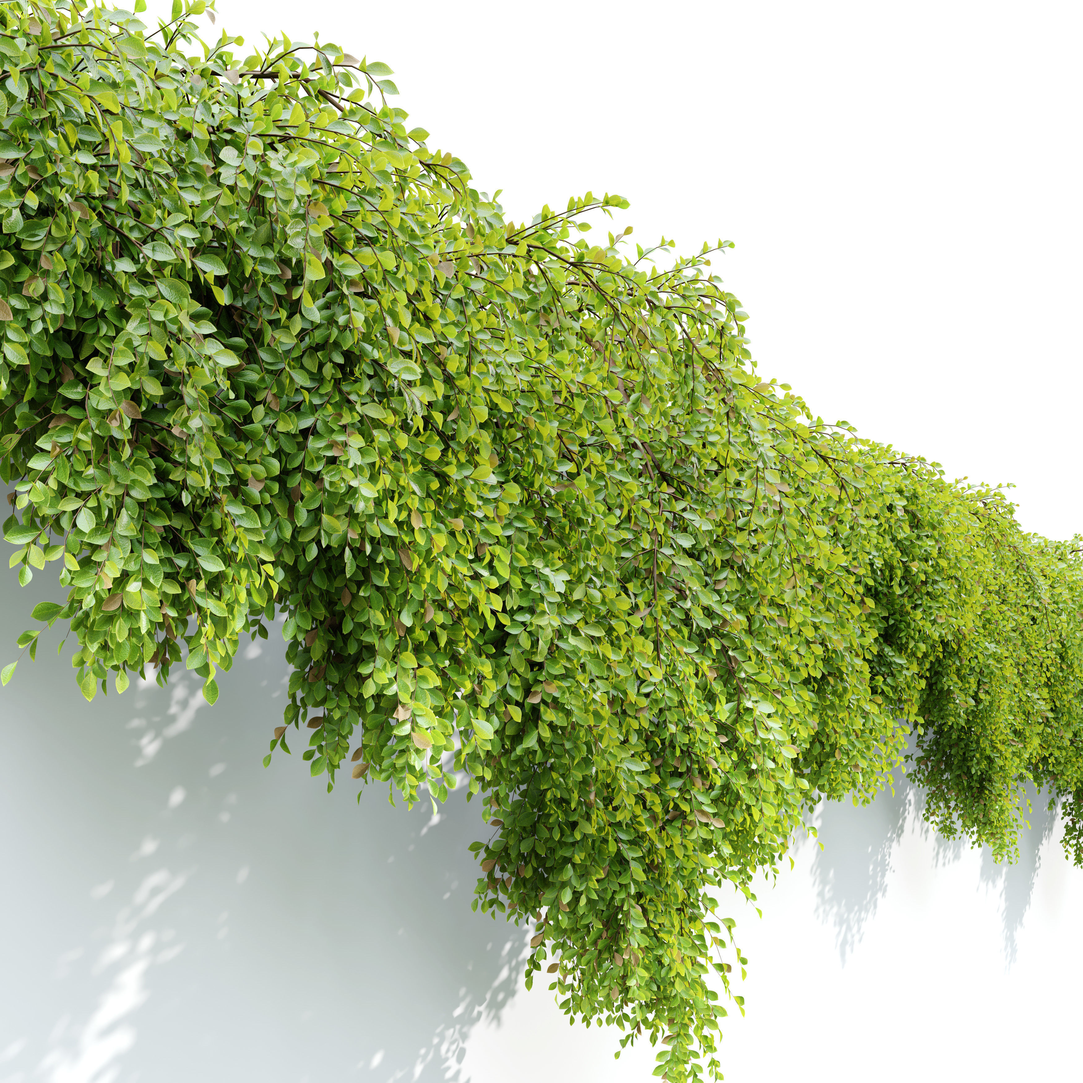 Hanging Plant 24 3D model_1