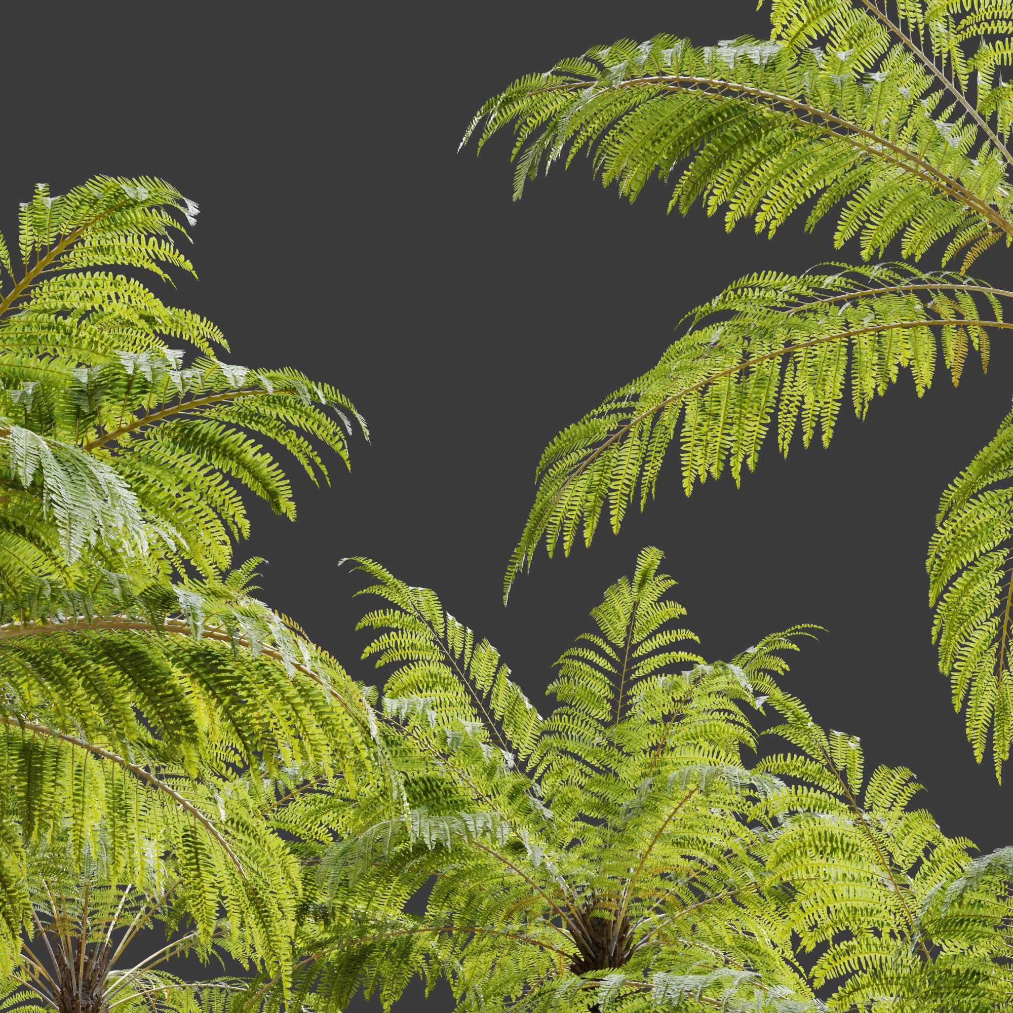 Australian tree fern 3D model_3