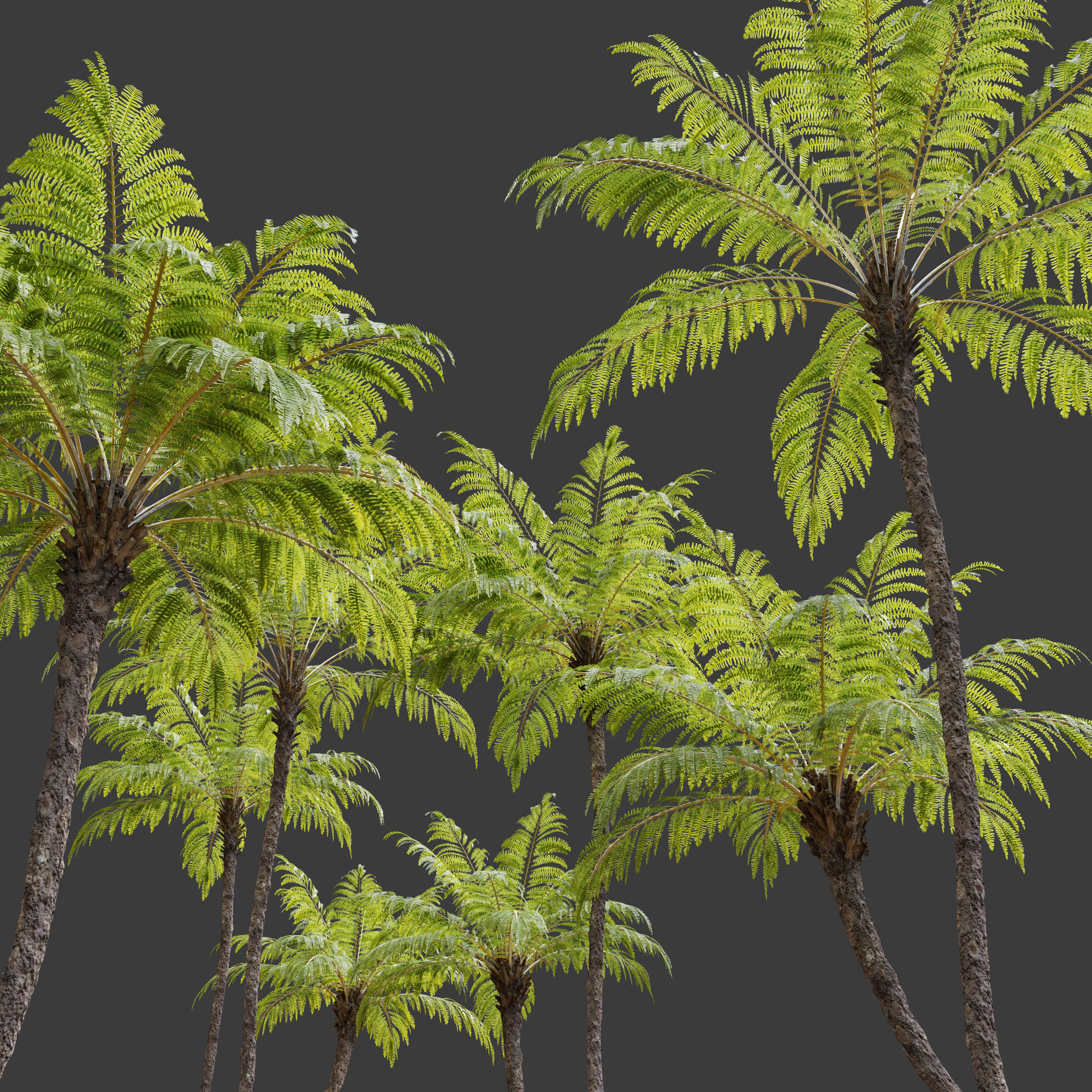Australian tree fern 3D model_1