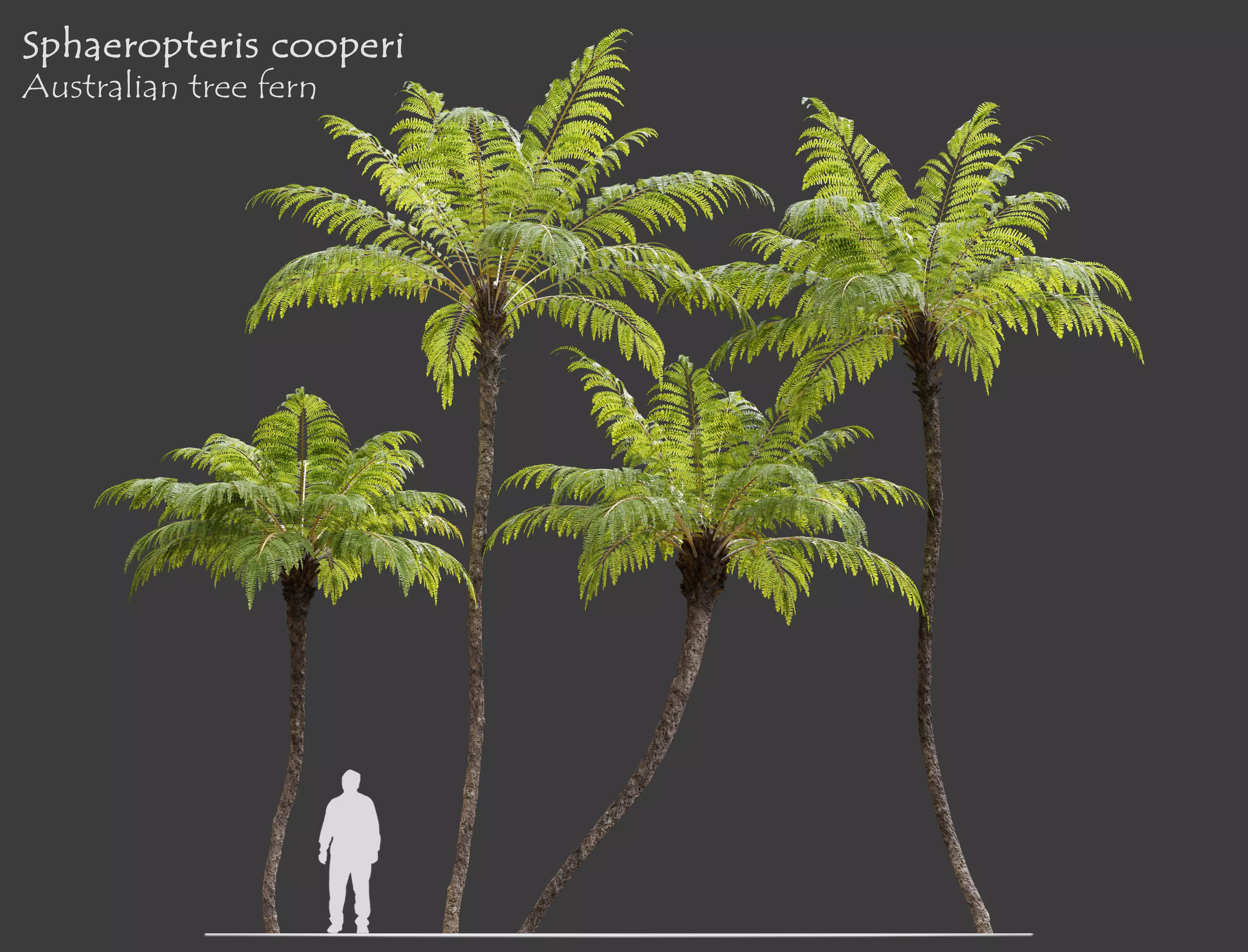 Australian tree fern 3D model_0