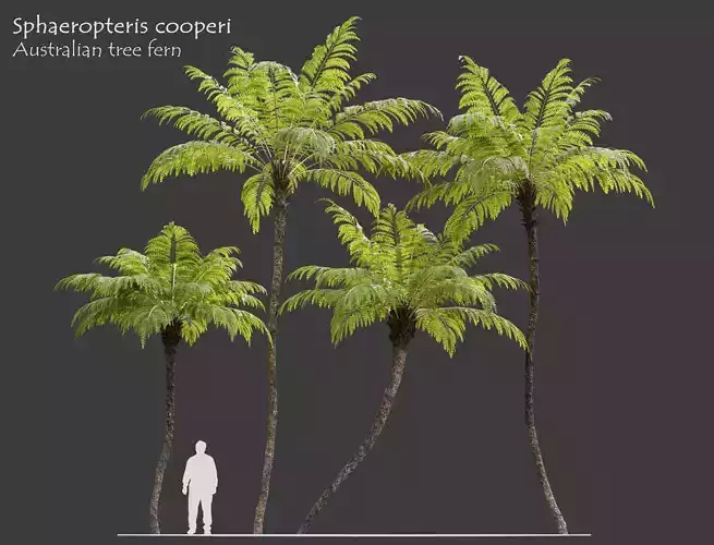 Australian tree fern