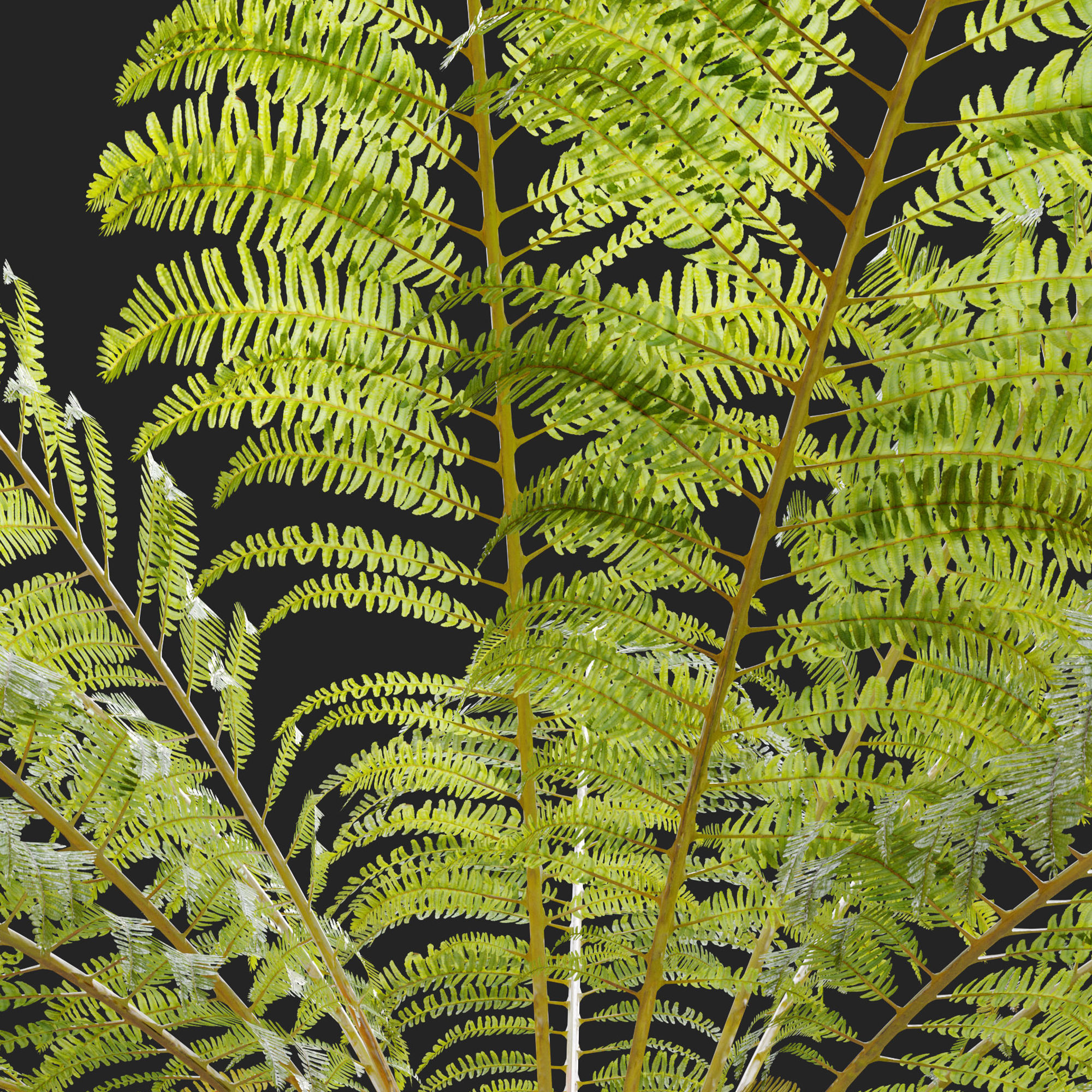Australian tree fern 3D model_5