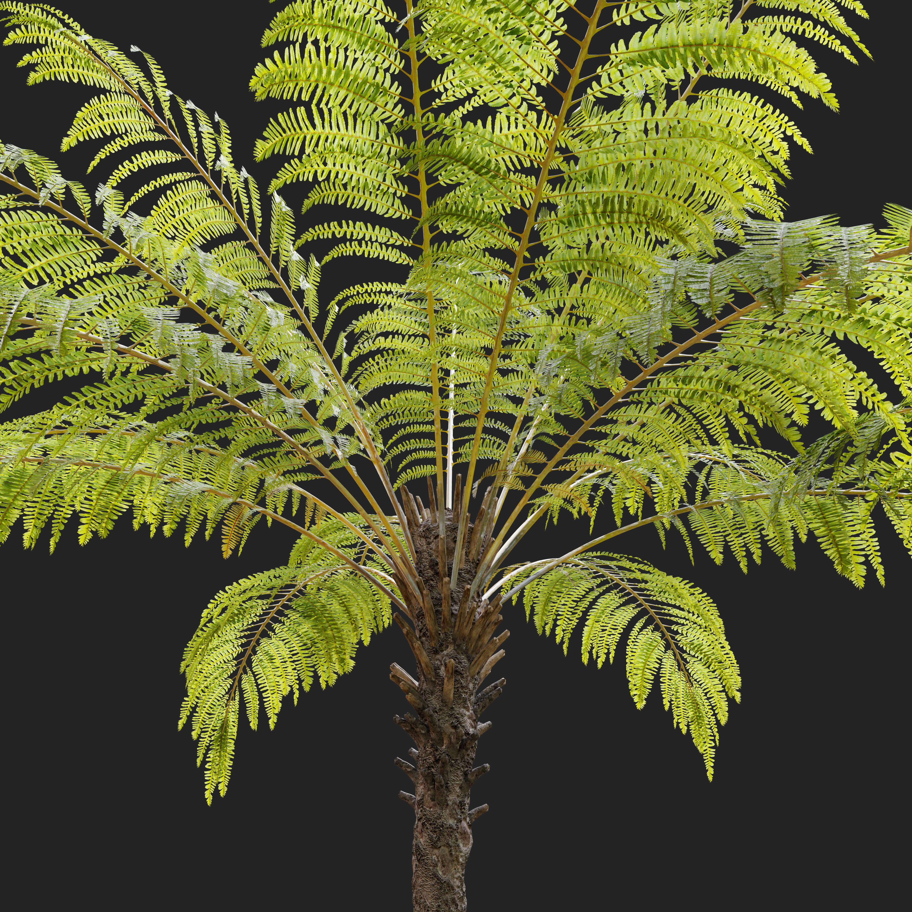 Australian tree fern 3D model_2