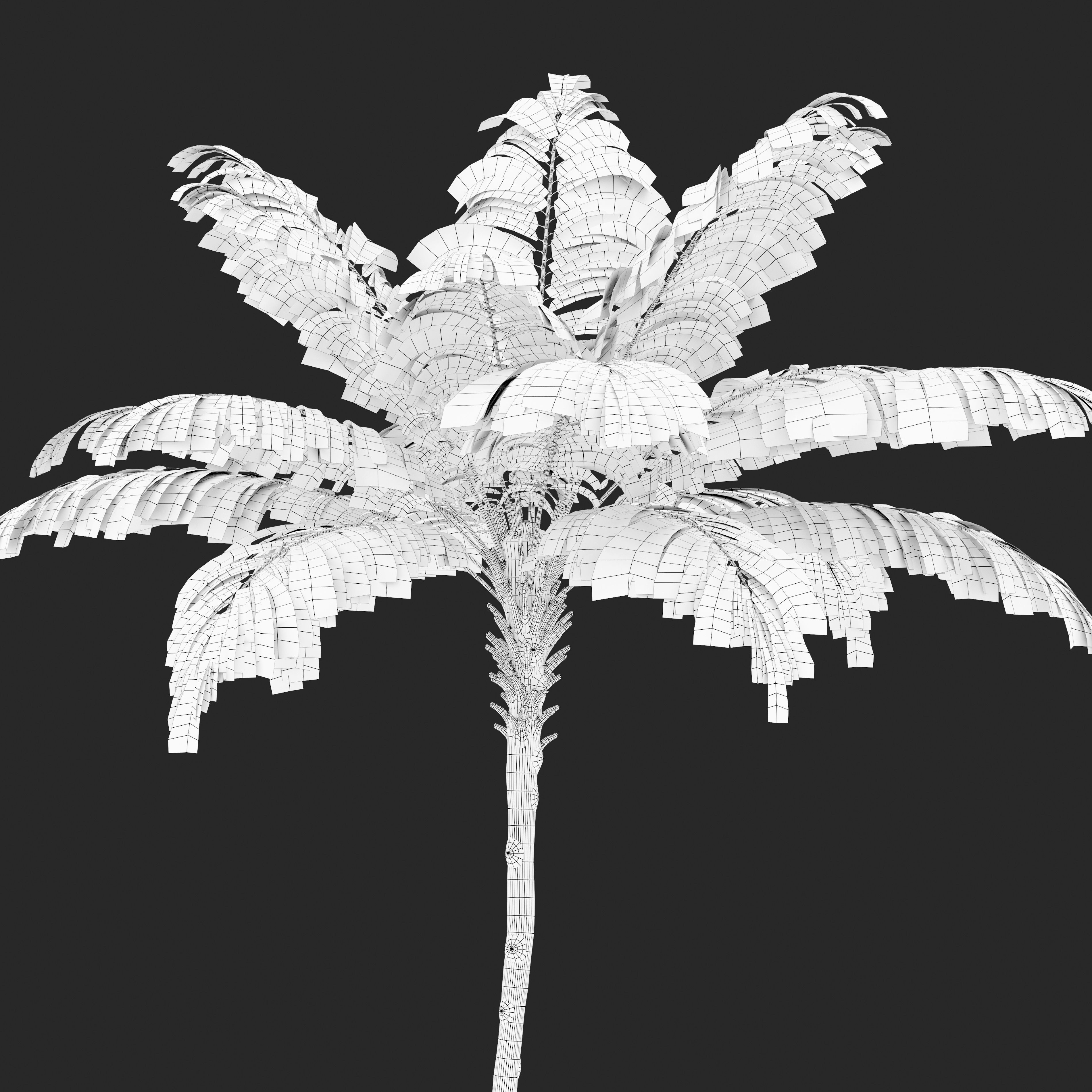 Australian tree fern 3D model_6