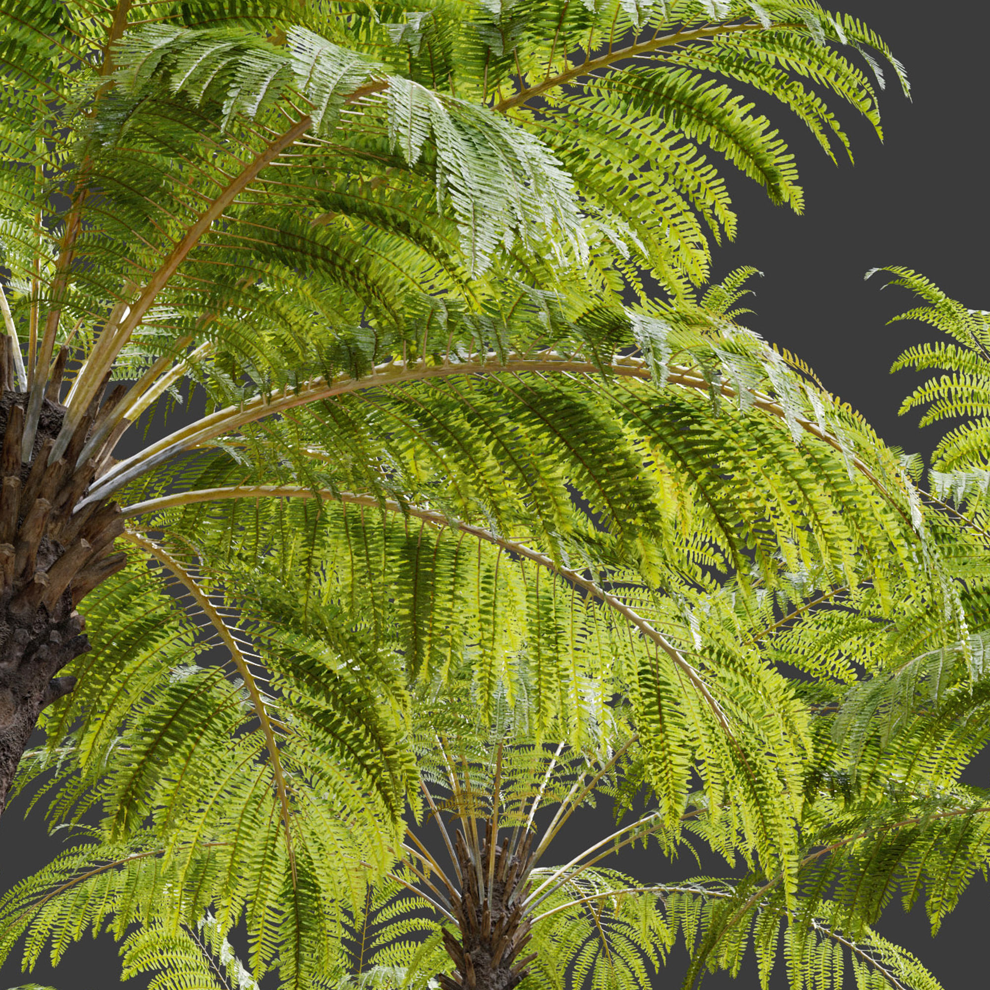 Australian tree fern 3D model_4