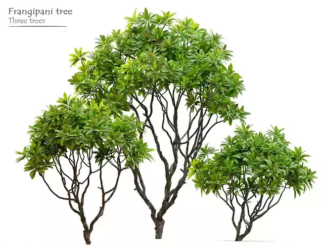 Frangipani tree 3D model