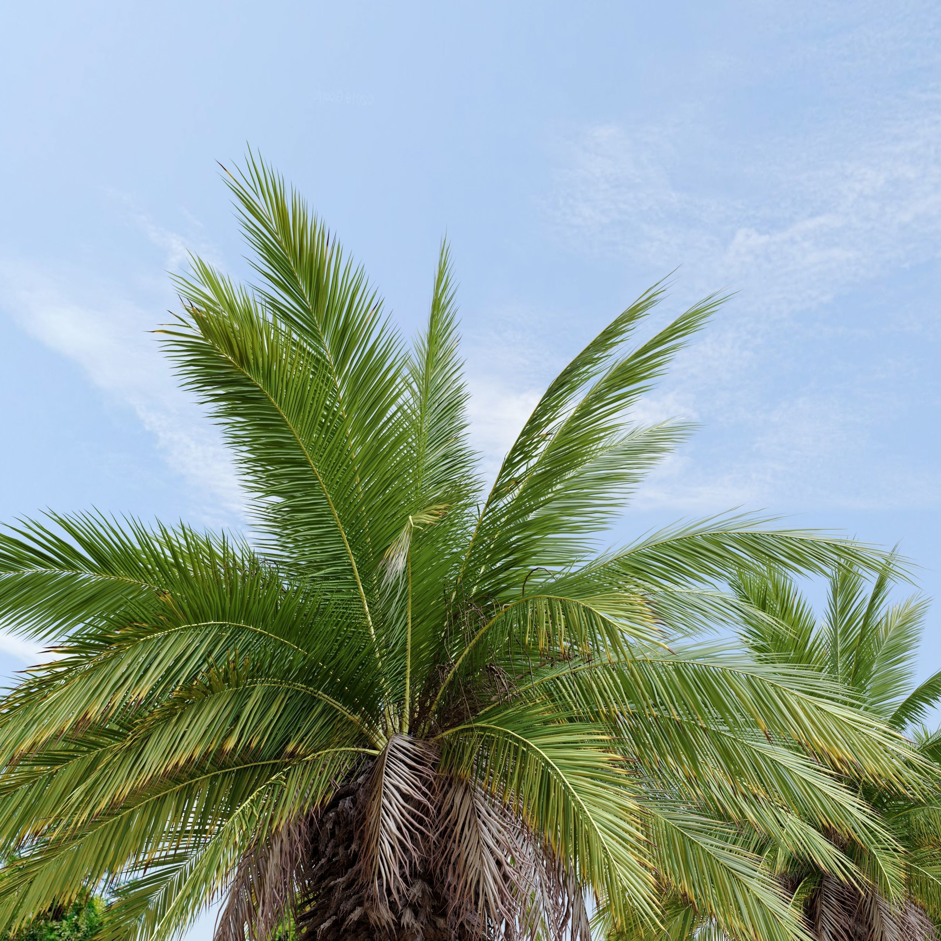 Phoenix canariensis 3D model_4