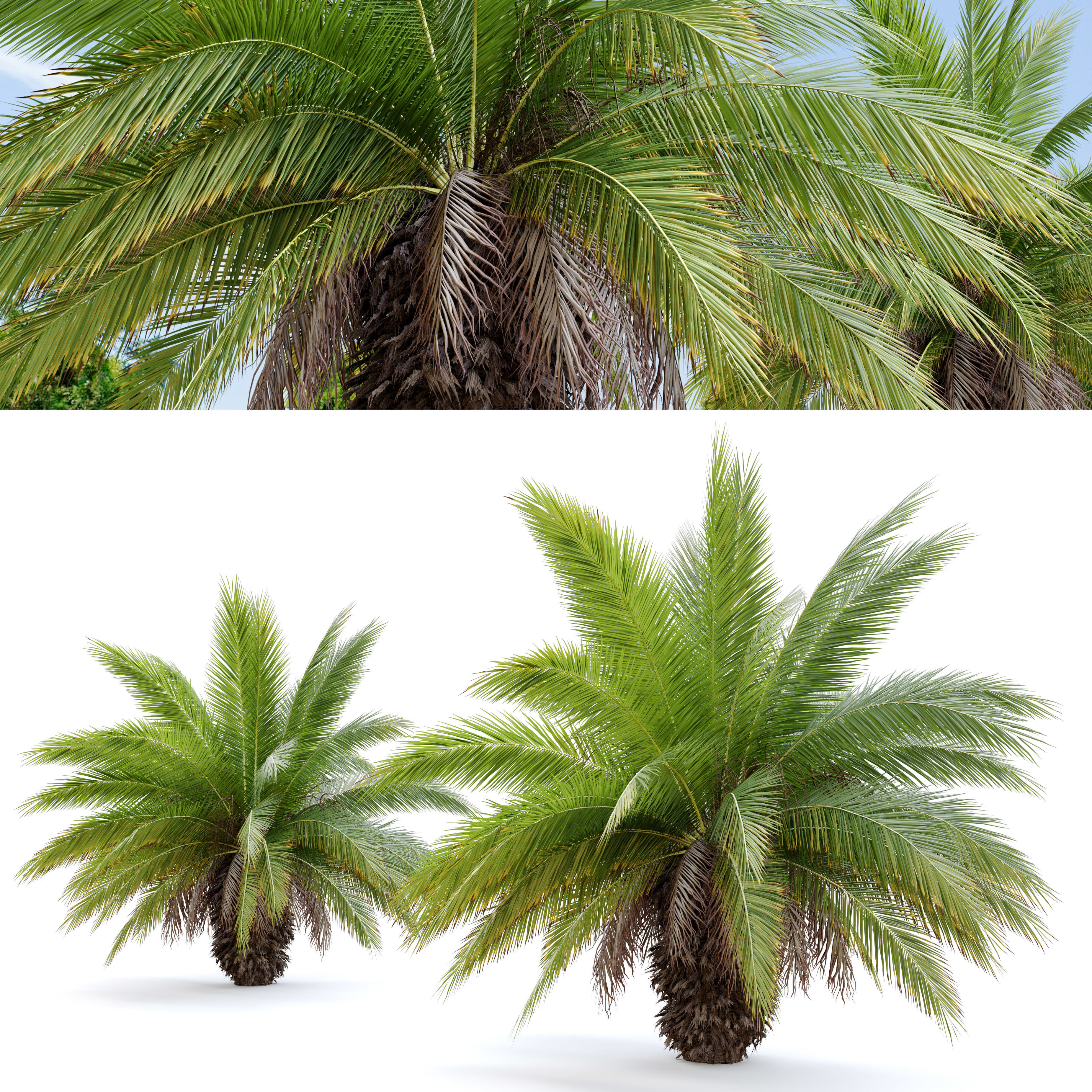 Phoenix canariensis 3D model_3