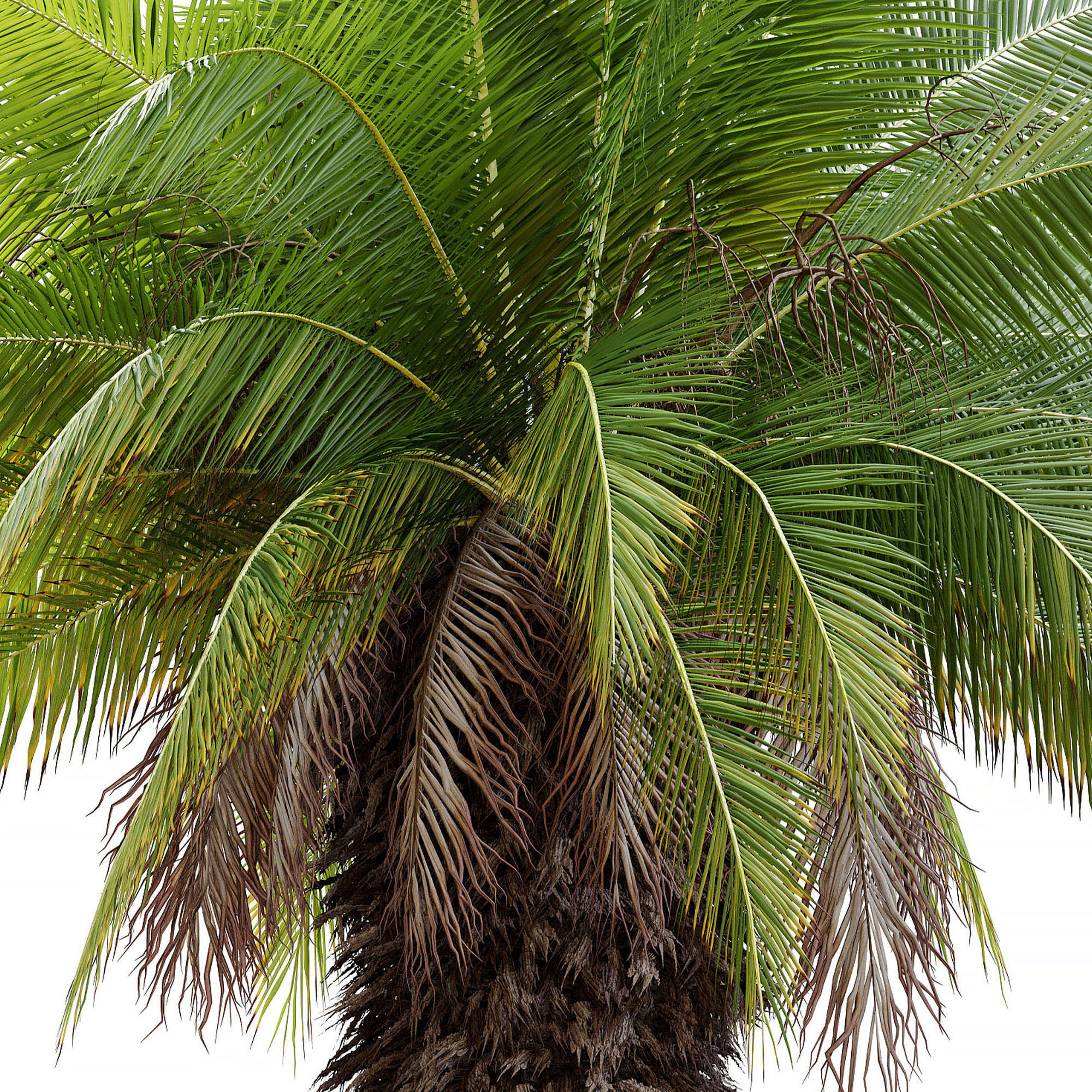 Phoenix canariensis 3D model_5