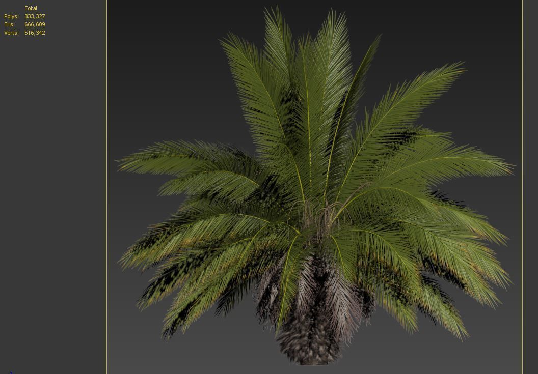 Phoenix canariensis 3D model_7