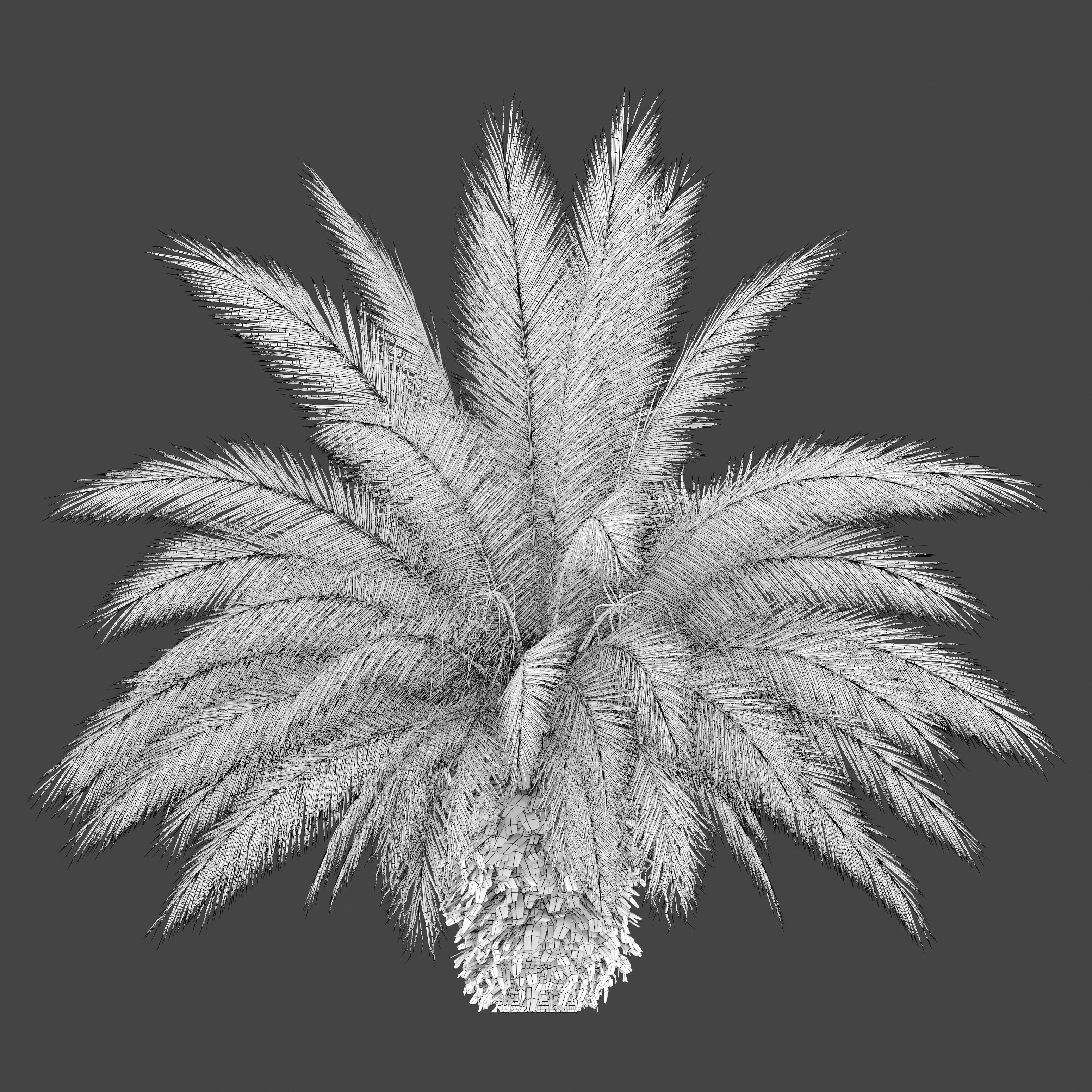 Phoenix canariensis 3D model_6