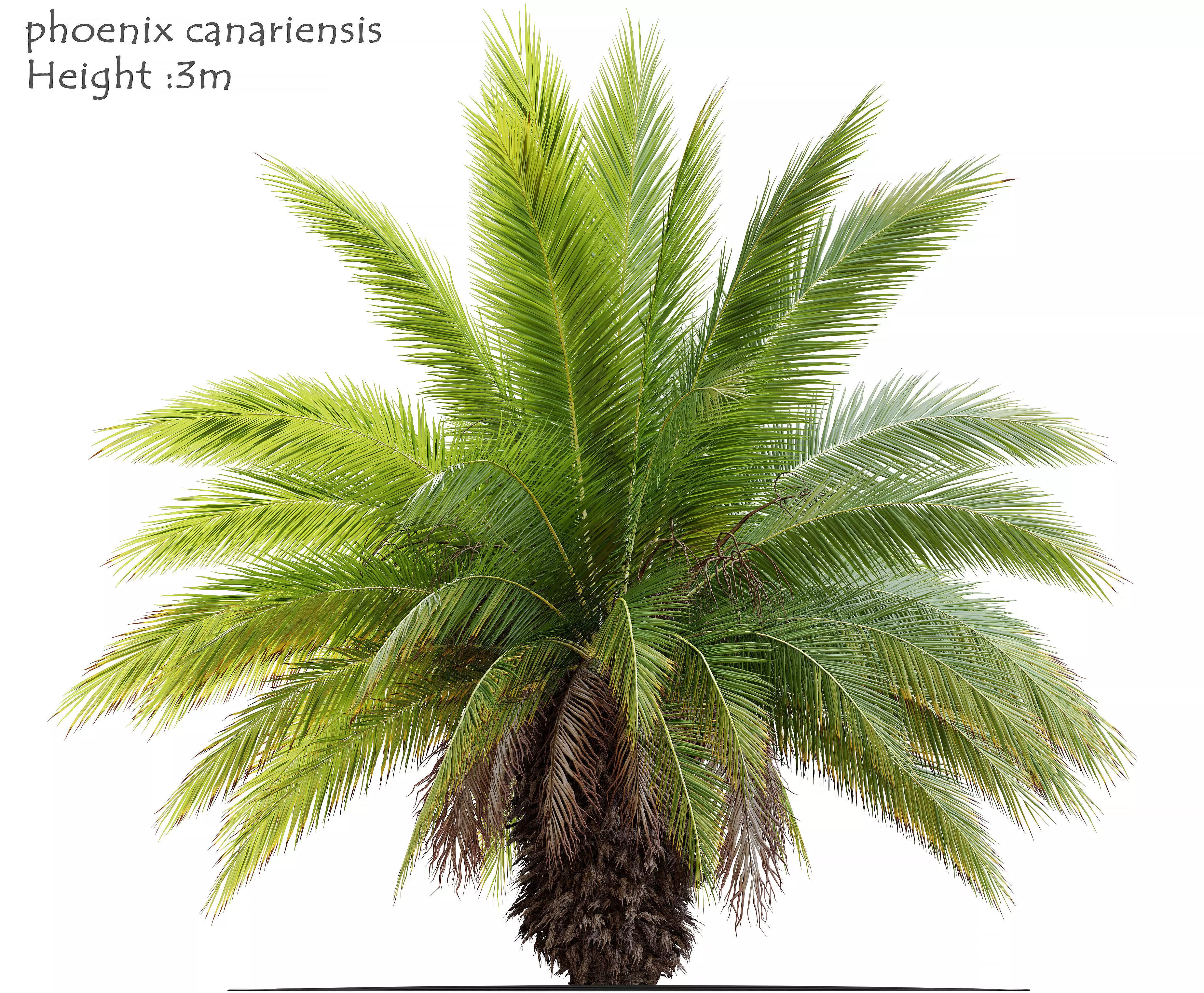 Phoenix canariensis 3D model_0
