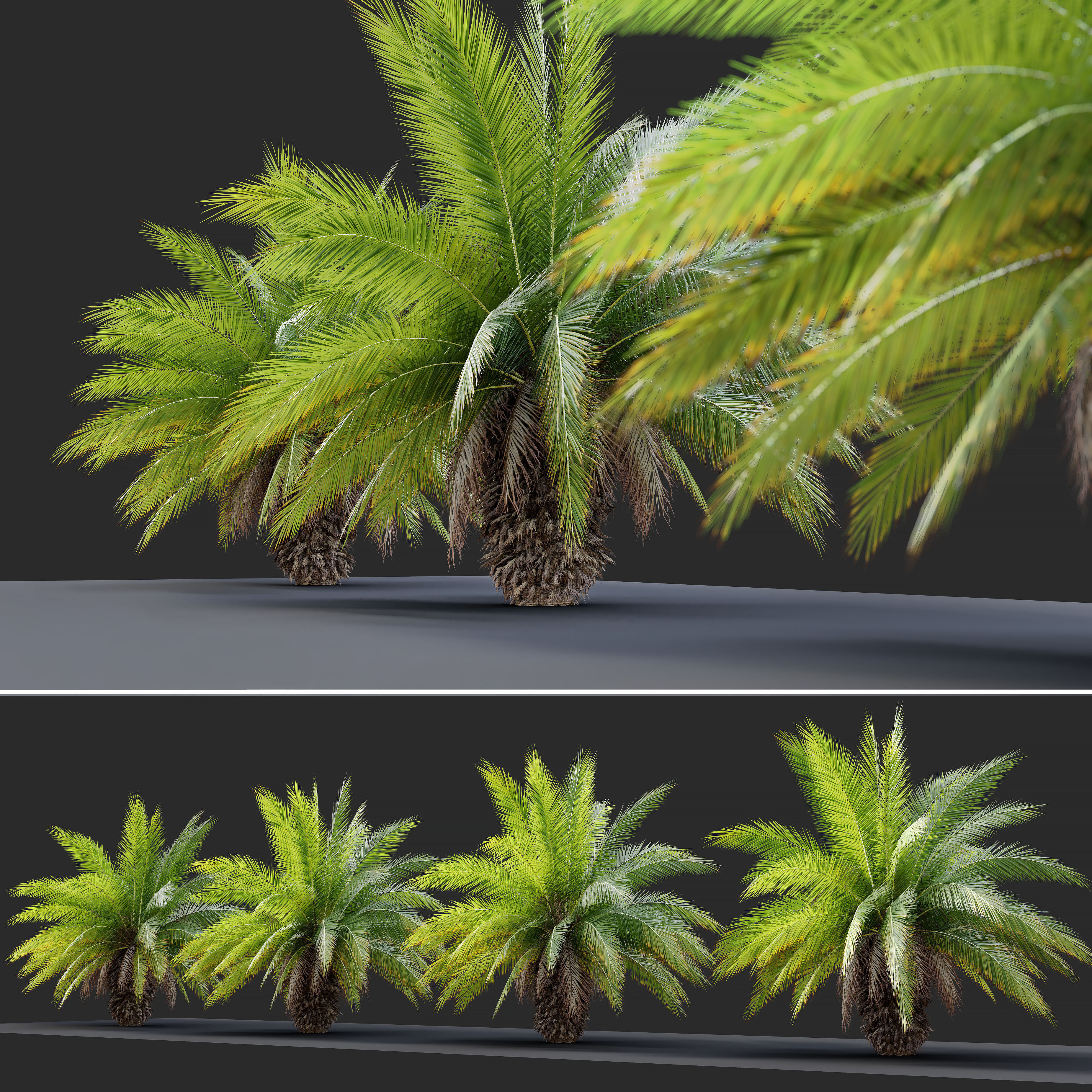 Phoenix canariensis 3D model_1
