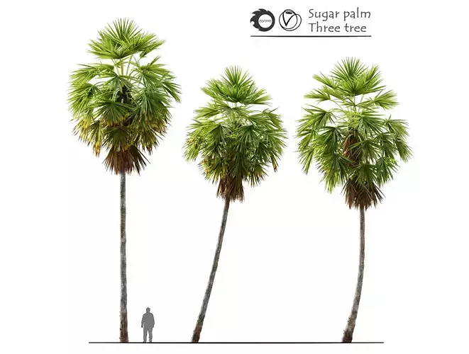 Sugar palm