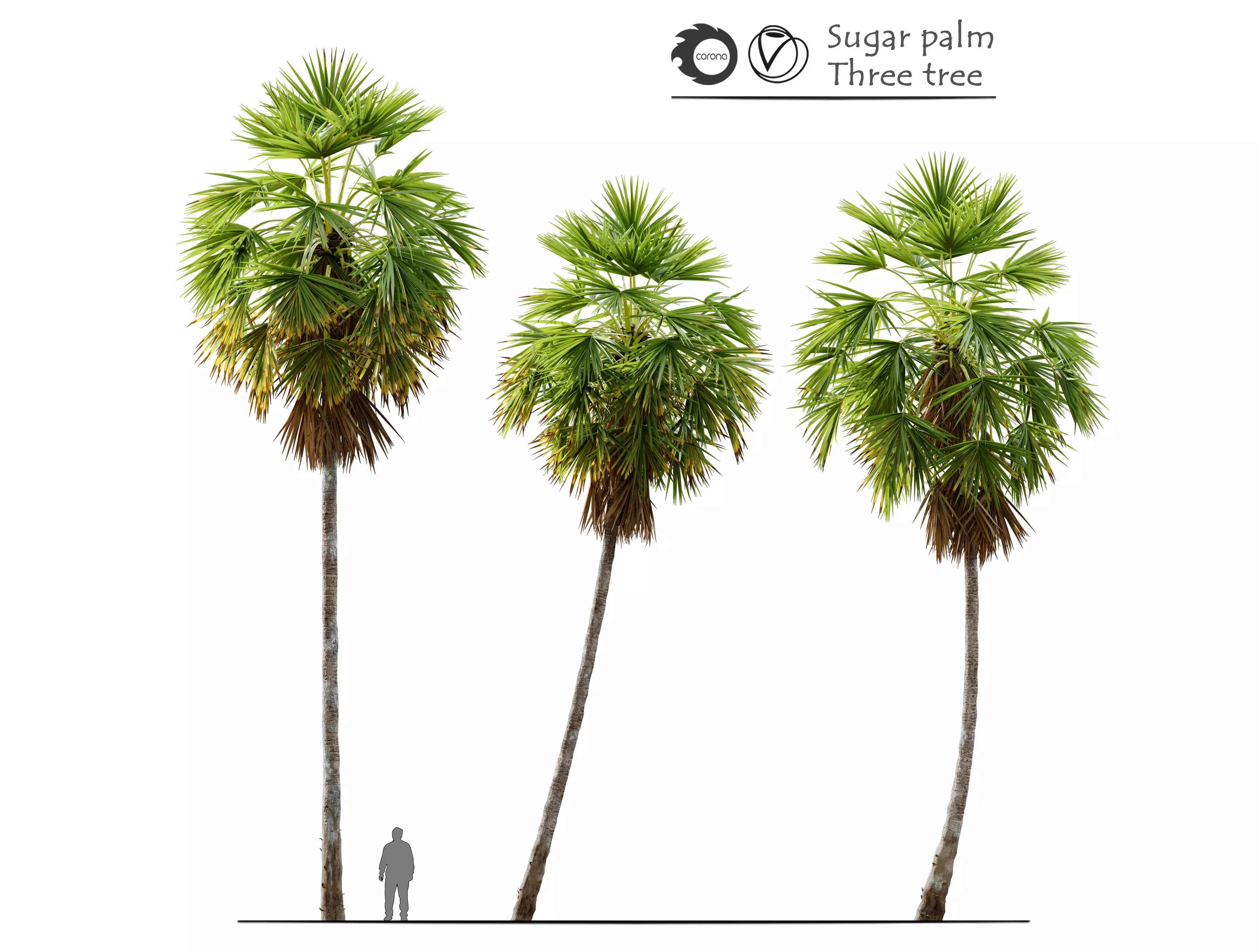 Sugar palm 3D model_0