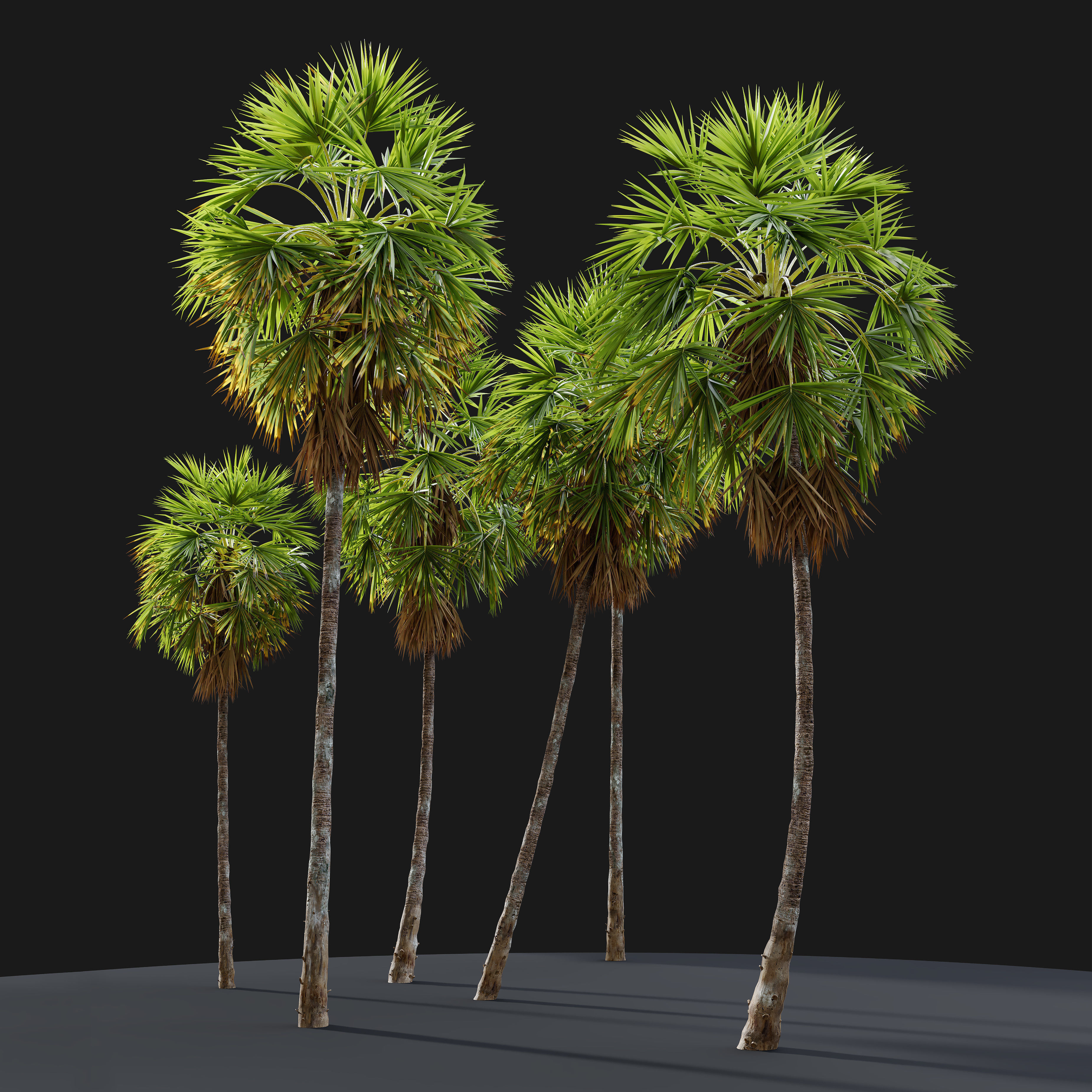 Sugar palm 3D model_1