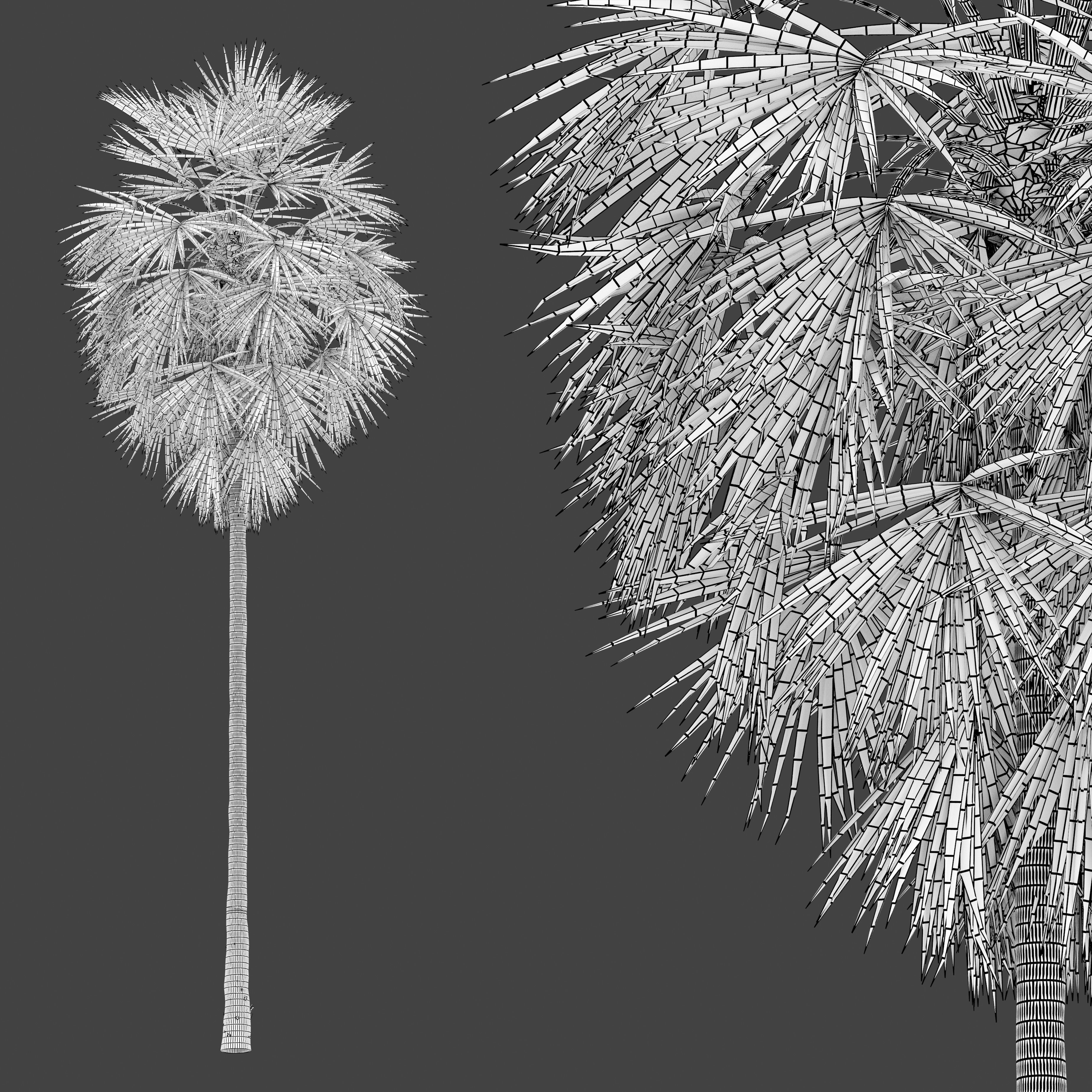 Sugar palm 3D model_7