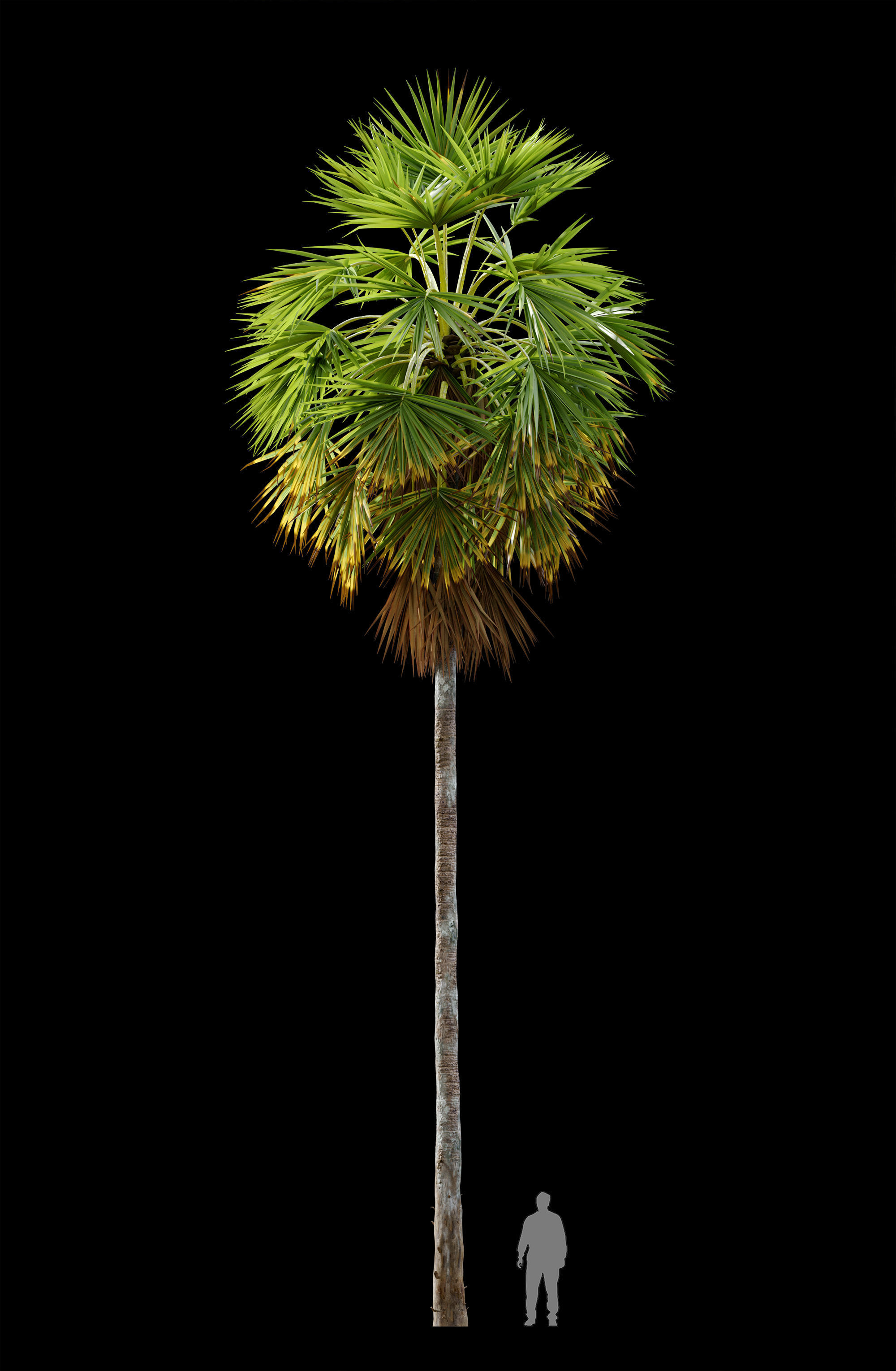 Sugar palm 3D model_4