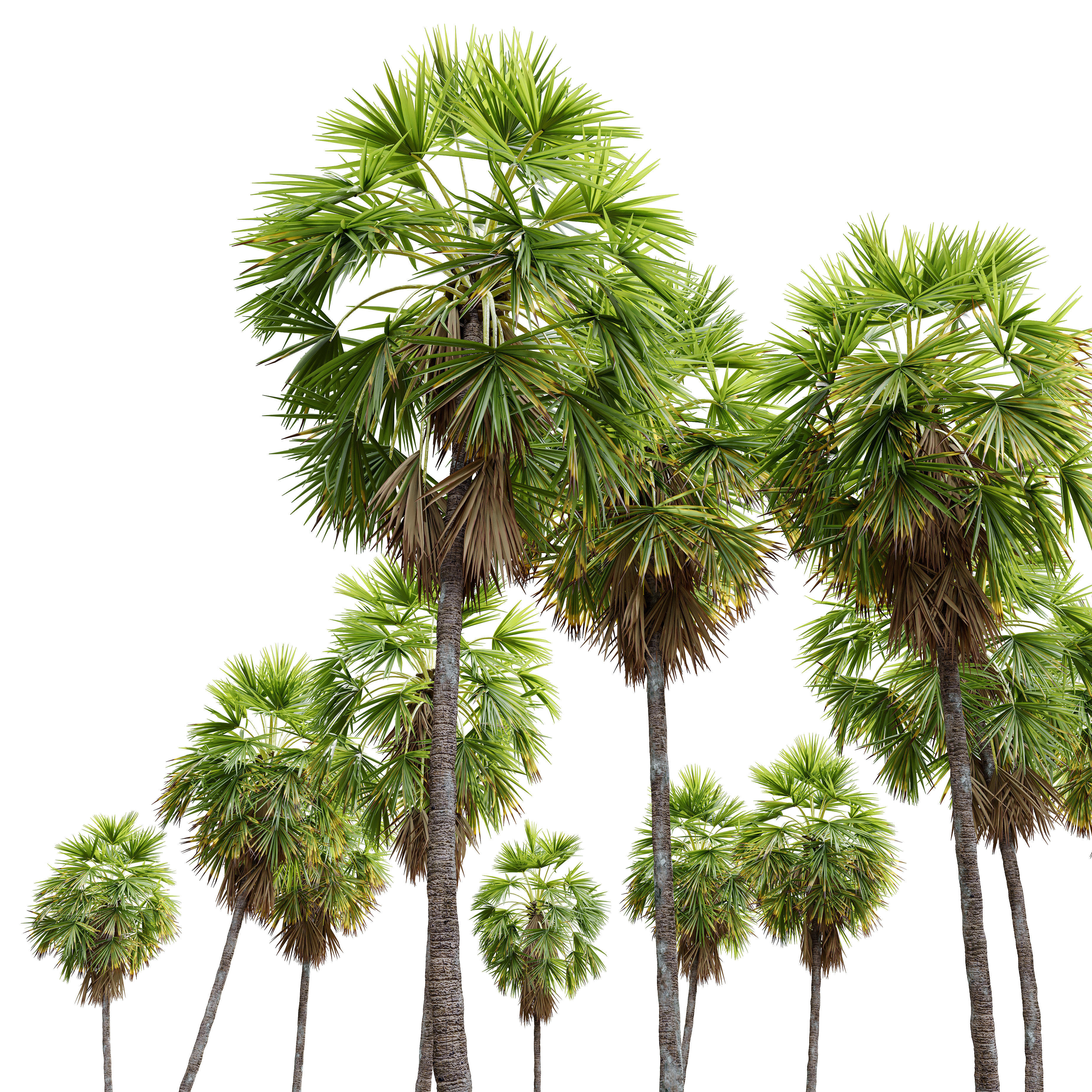 Sugar palm 3D model_3