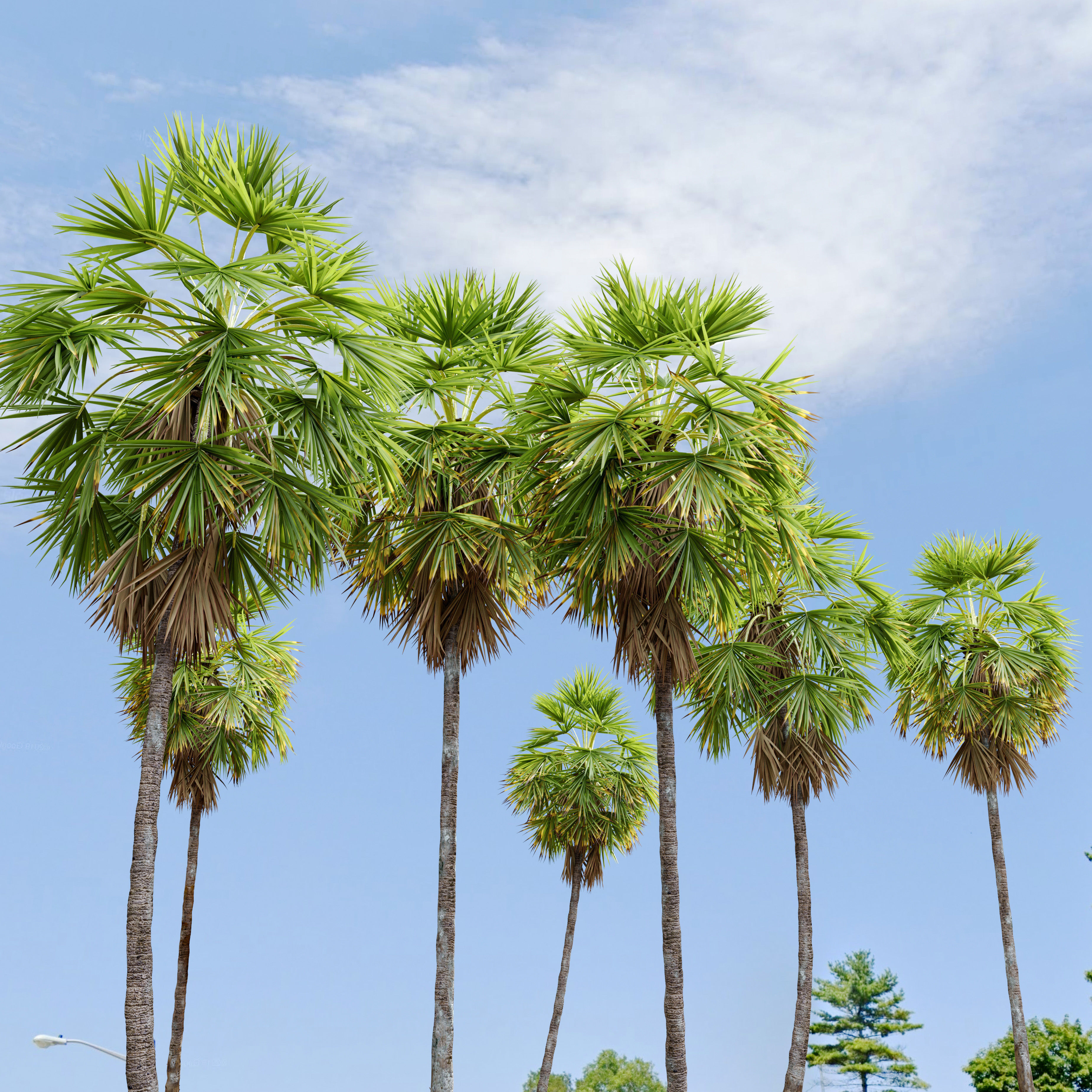 Sugar palm 3D model_2