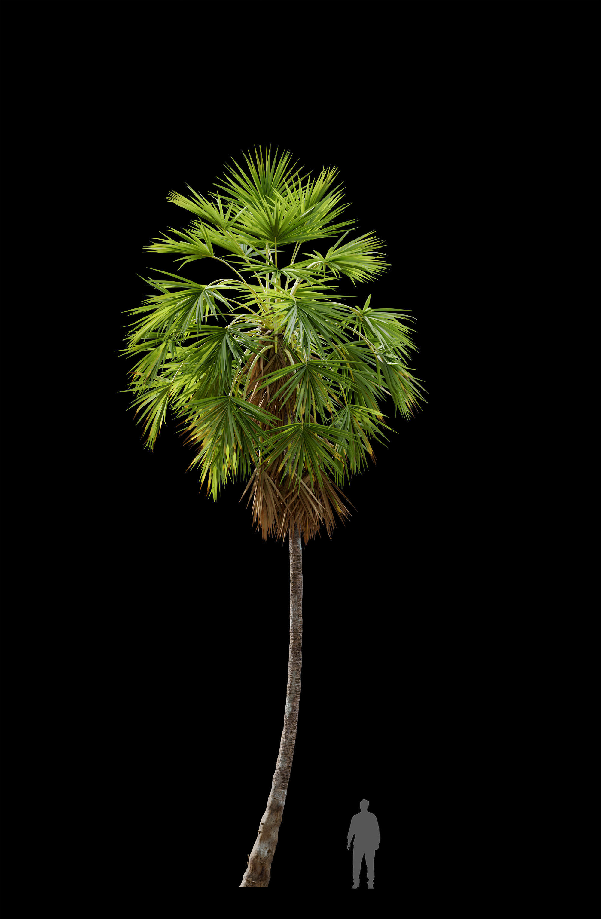 Sugar palm 3D model_6