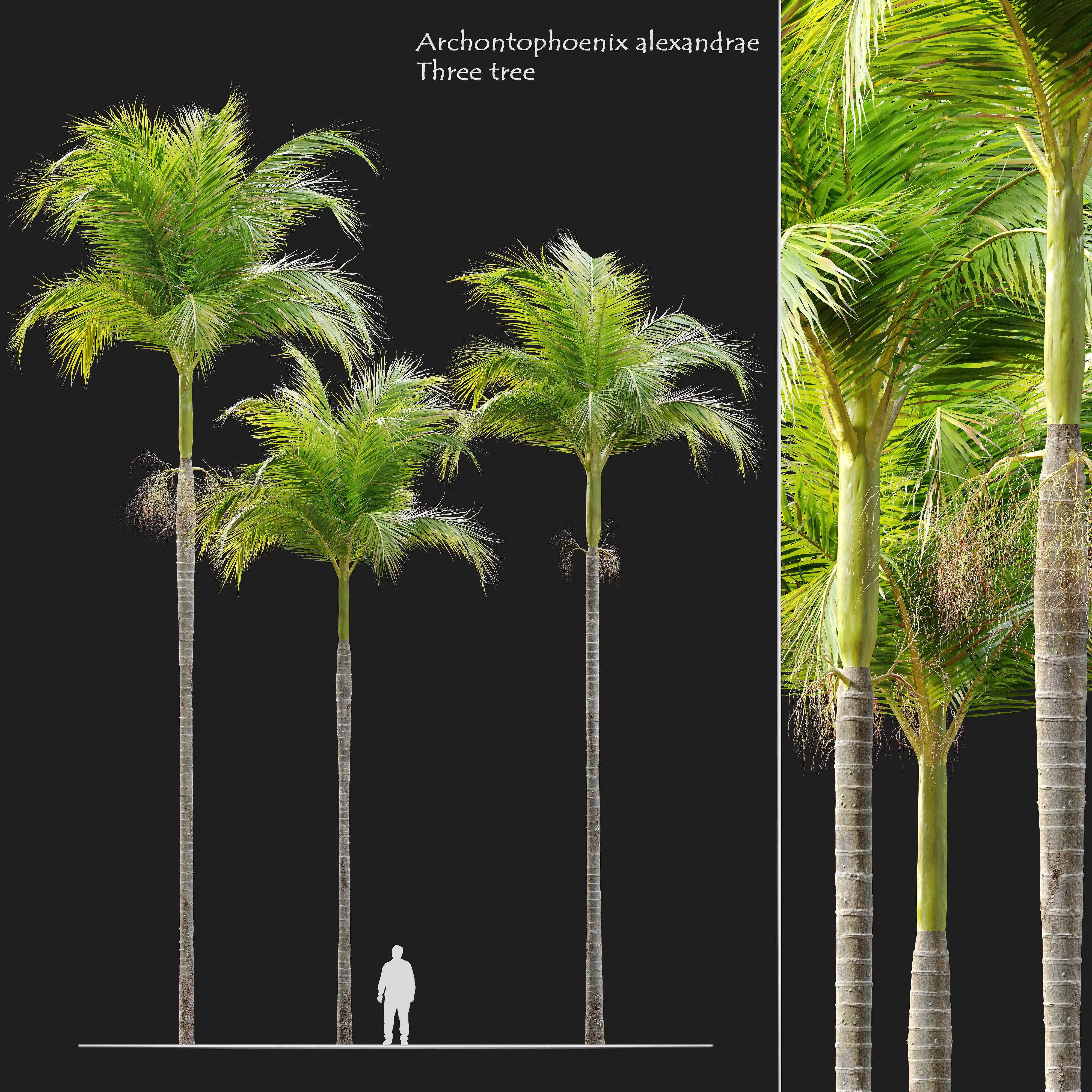 Archontophoenix alexandrae 3D model_0