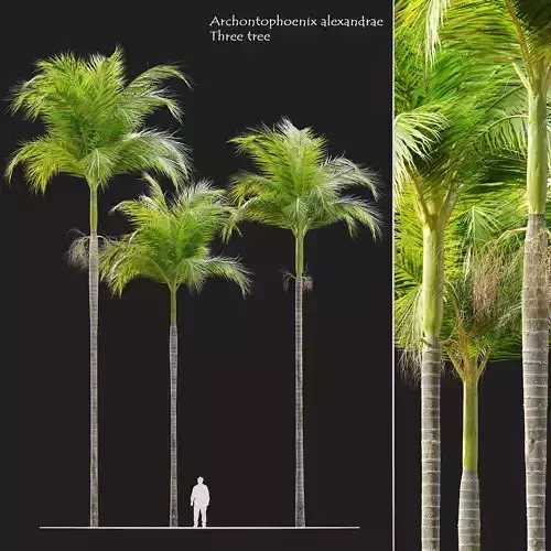 Archontophoenix alexandrae