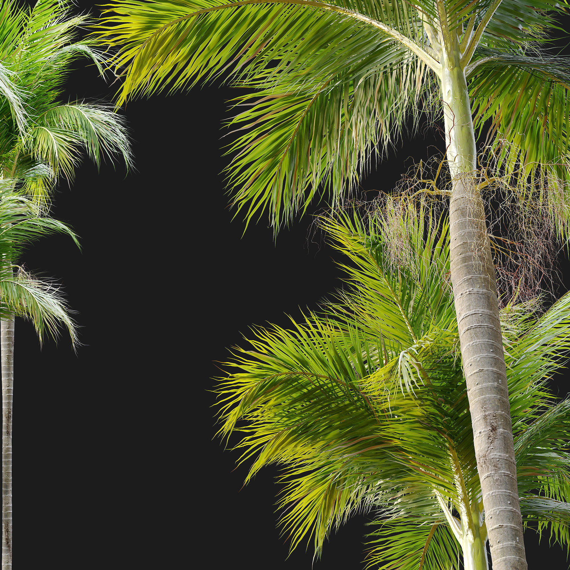 Archontophoenix alexandrae 3D model_5