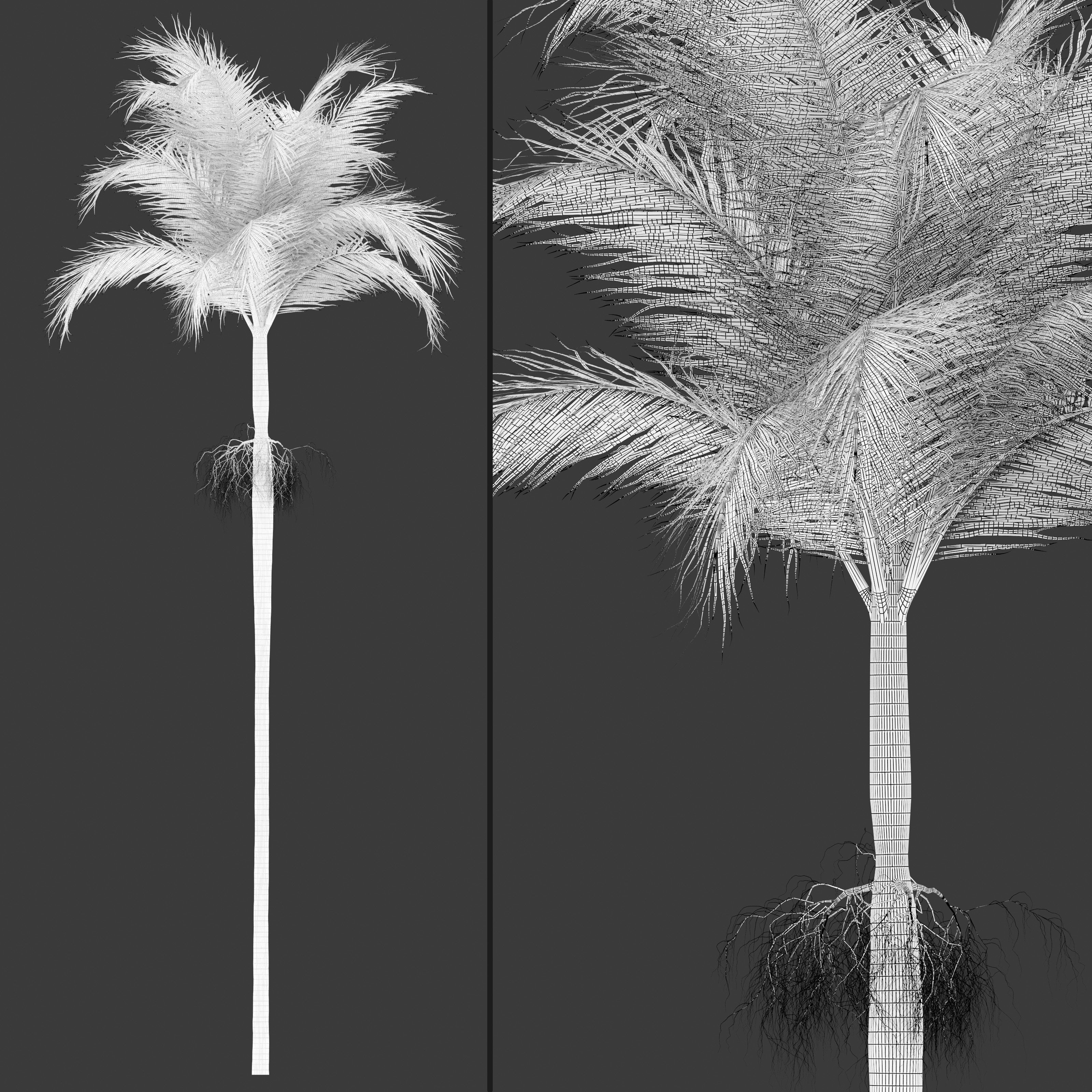 Archontophoenix alexandrae 3D model_6