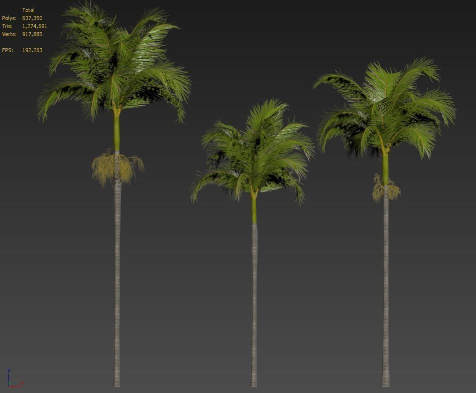 Archontophoenix alexandrae 3D model_7