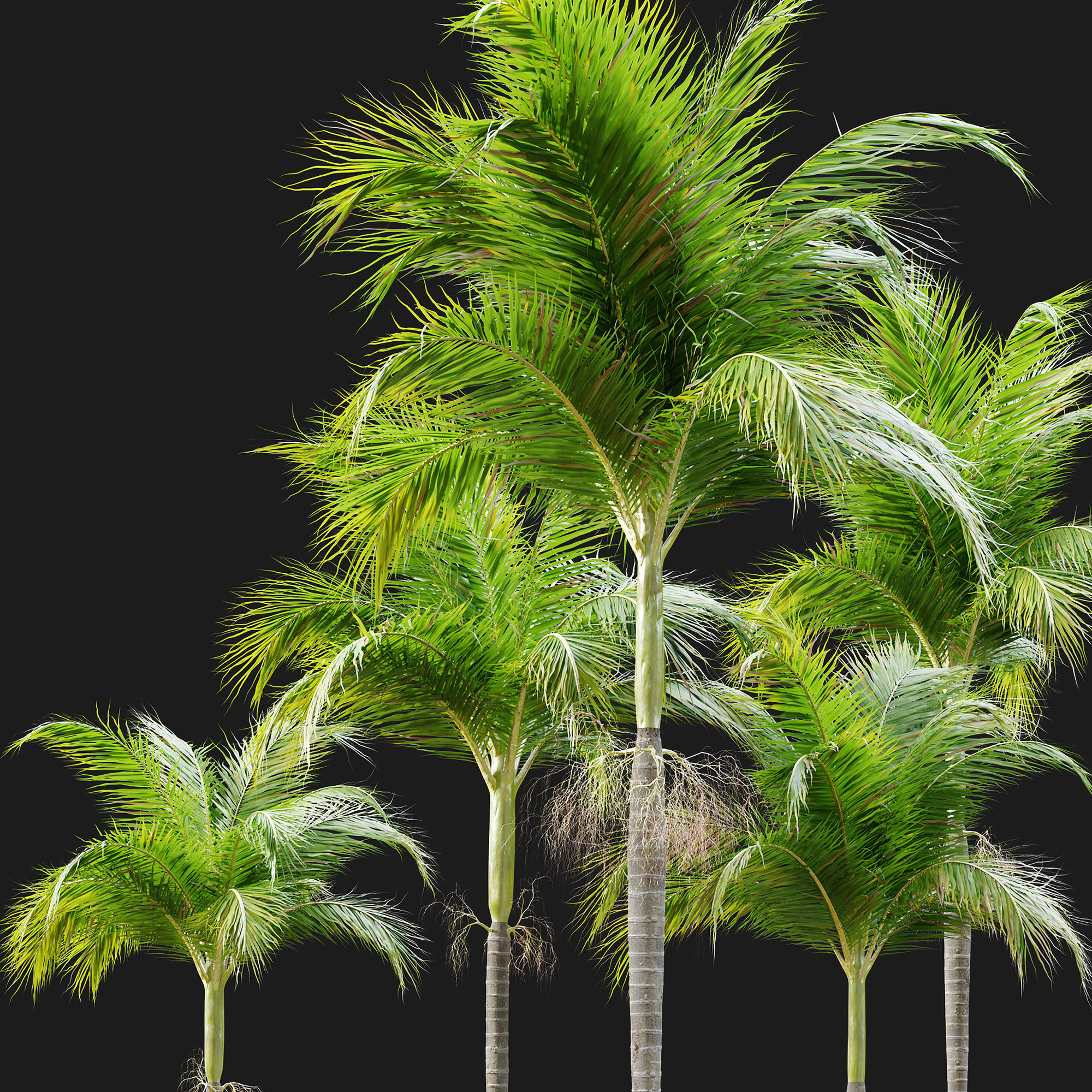 Archontophoenix alexandrae 3D model_4