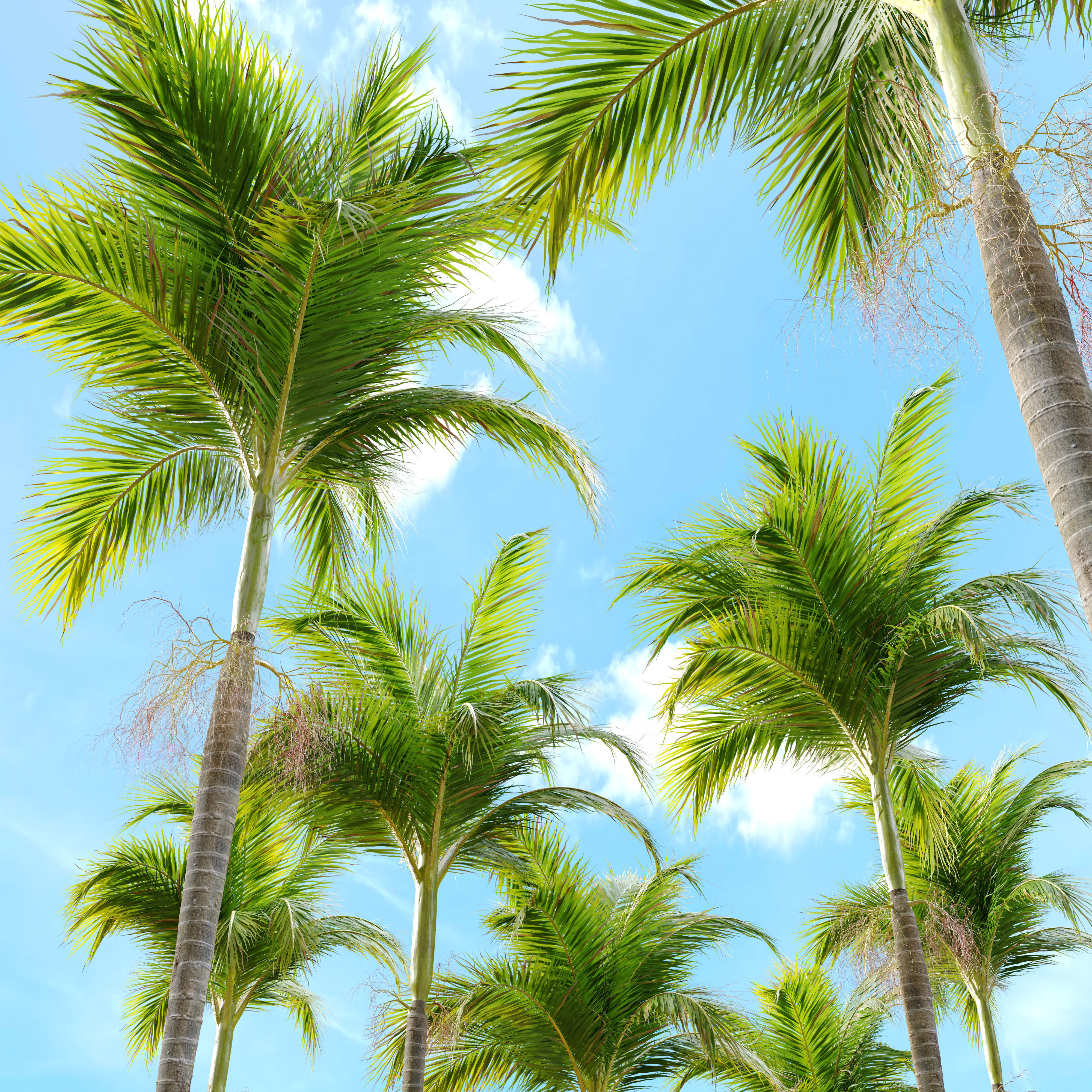 Archontophoenix alexandrae 3D model_2