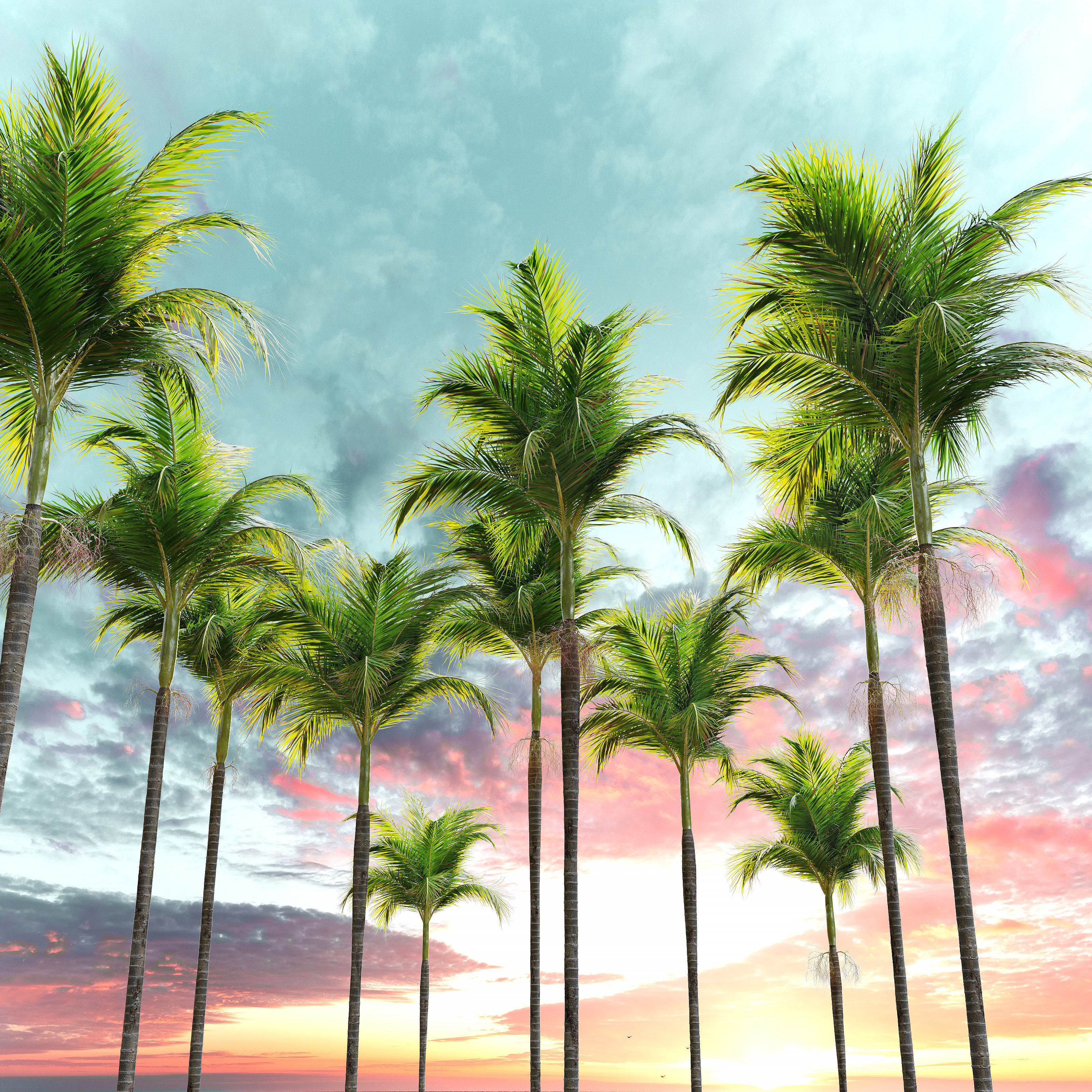 Archontophoenix alexandrae 3D model_3