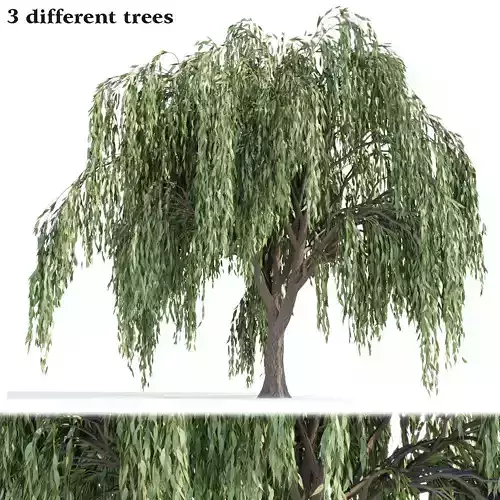 Weeping willow trees collection vol 115 3D model