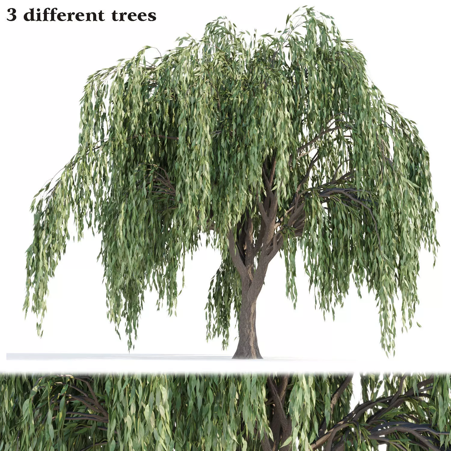Weeping willow trees collection vol 115 3D model_0