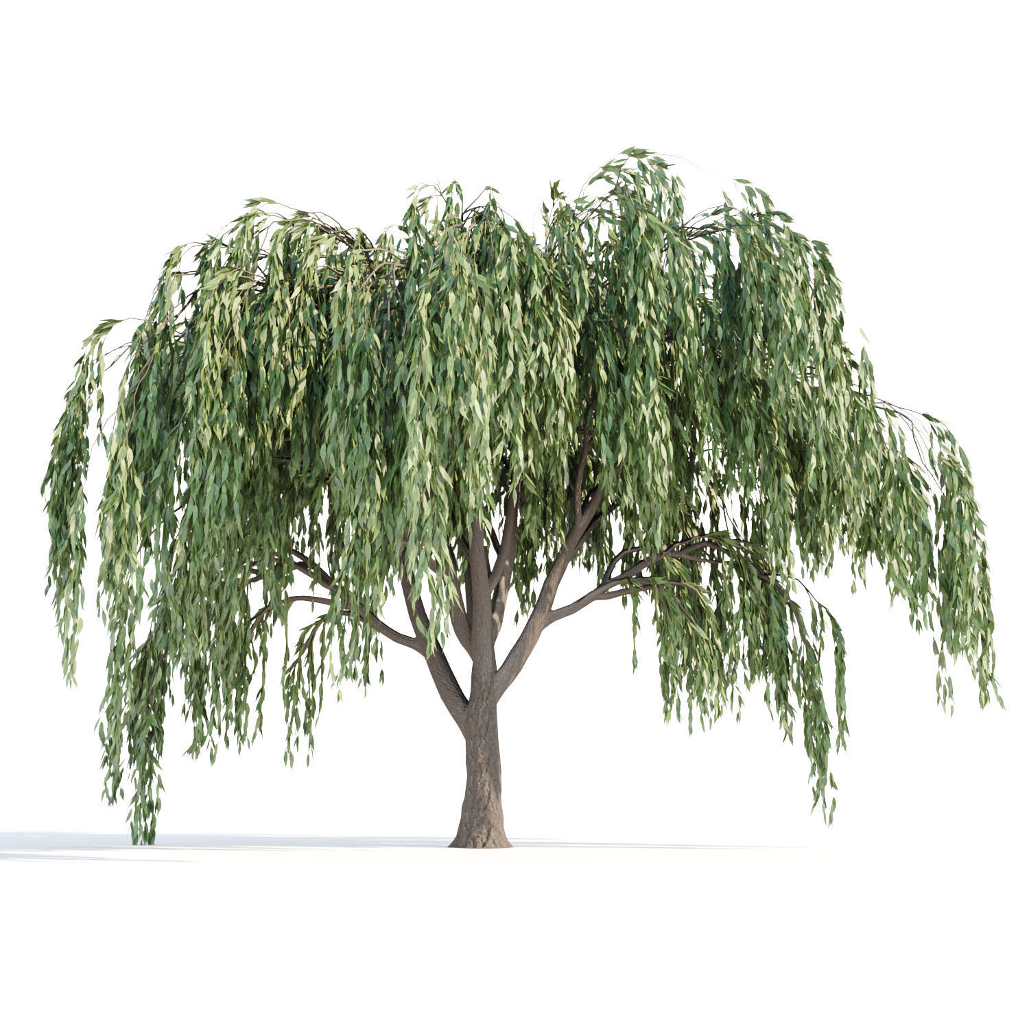 Weeping willow trees collection vol 115 3D model_3