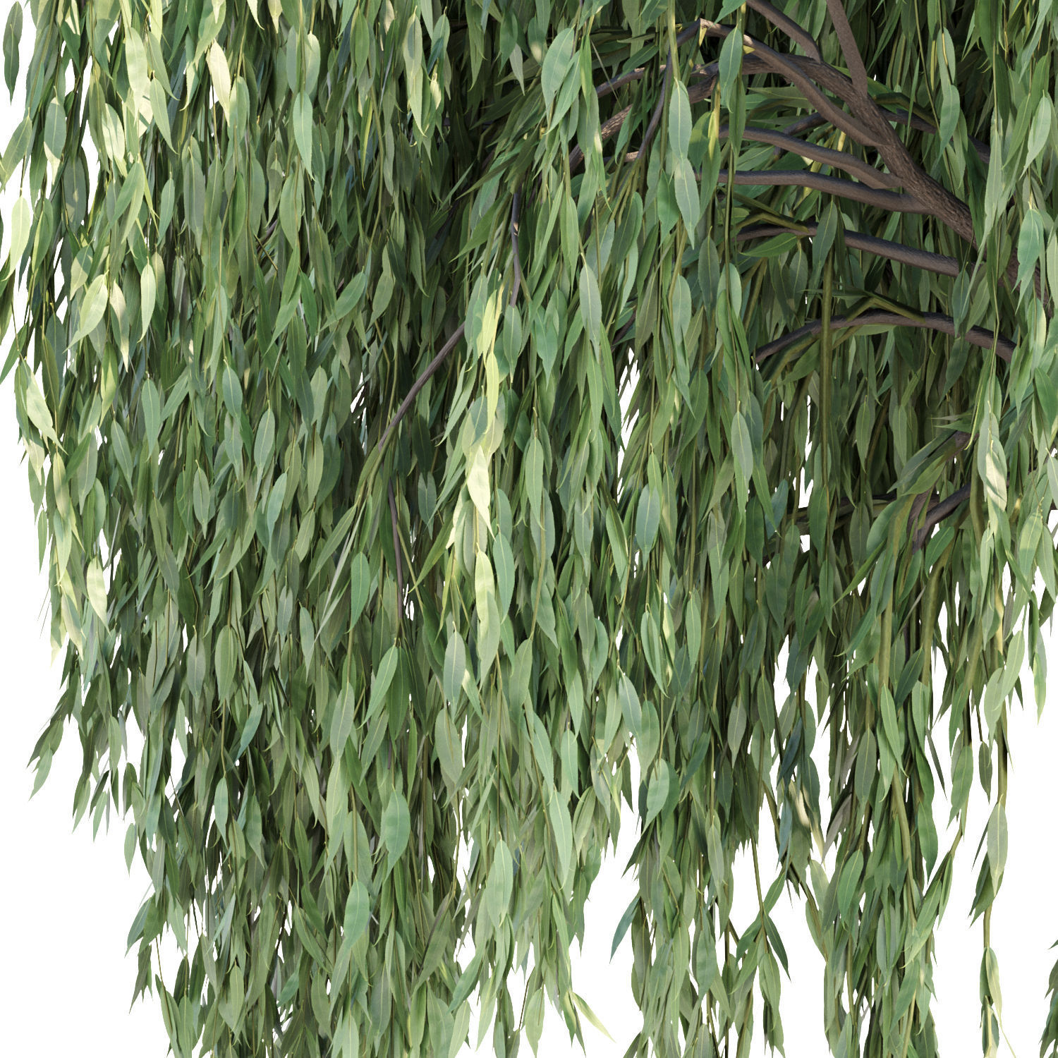 Weeping willow trees collection vol 115 3D model_1