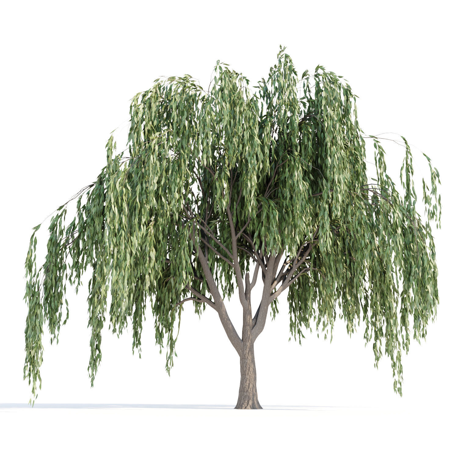 Weeping willow trees collection vol 115 3D model_4