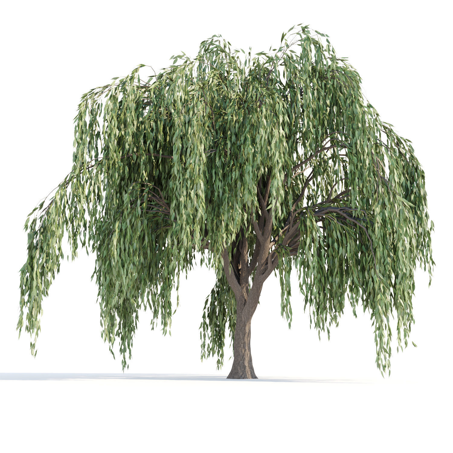 Weeping willow trees collection vol 115 3D model_2