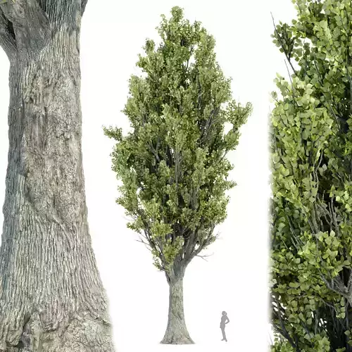 Poplar populus trees vol 116