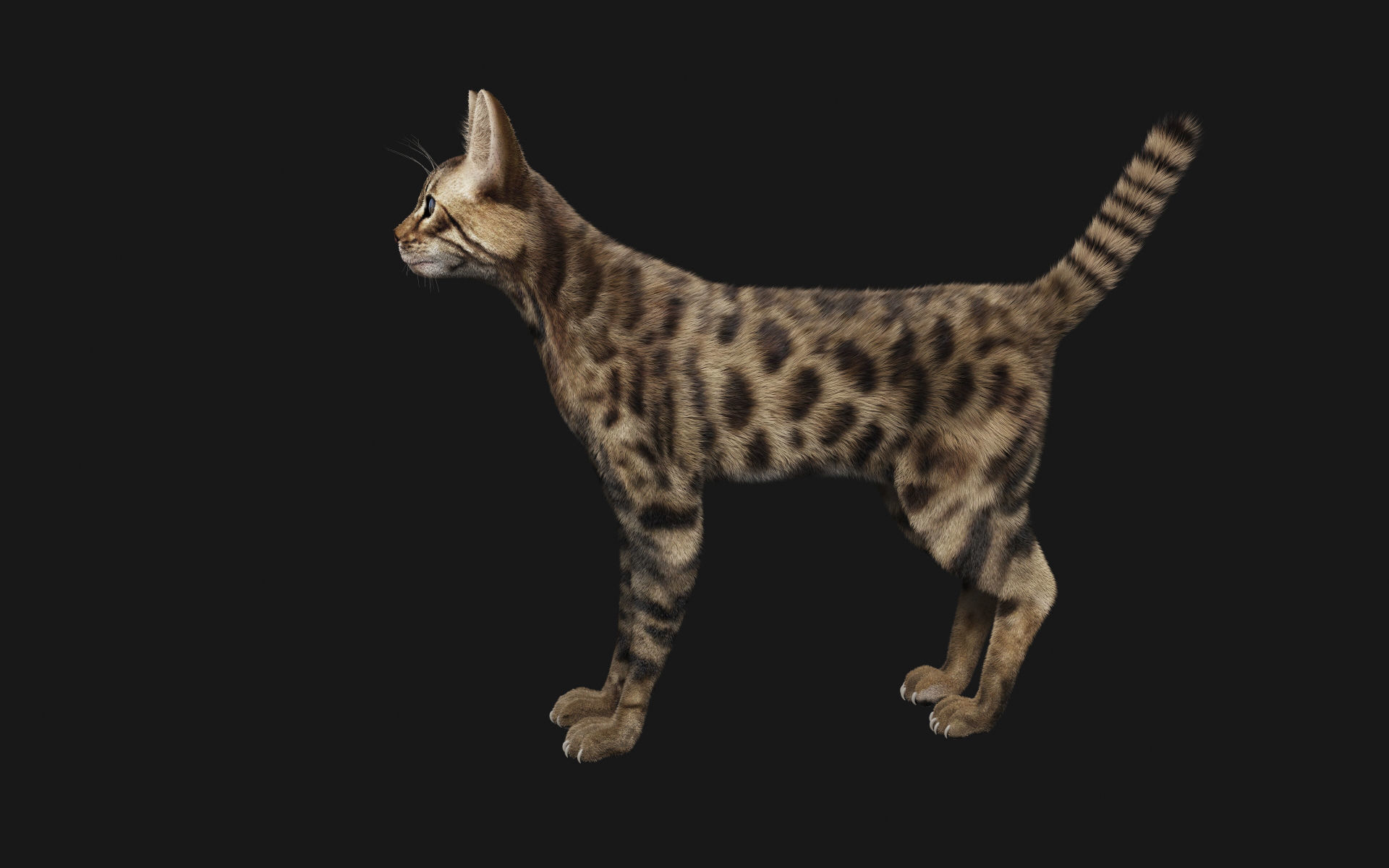 Bengal Cat 3D model_5