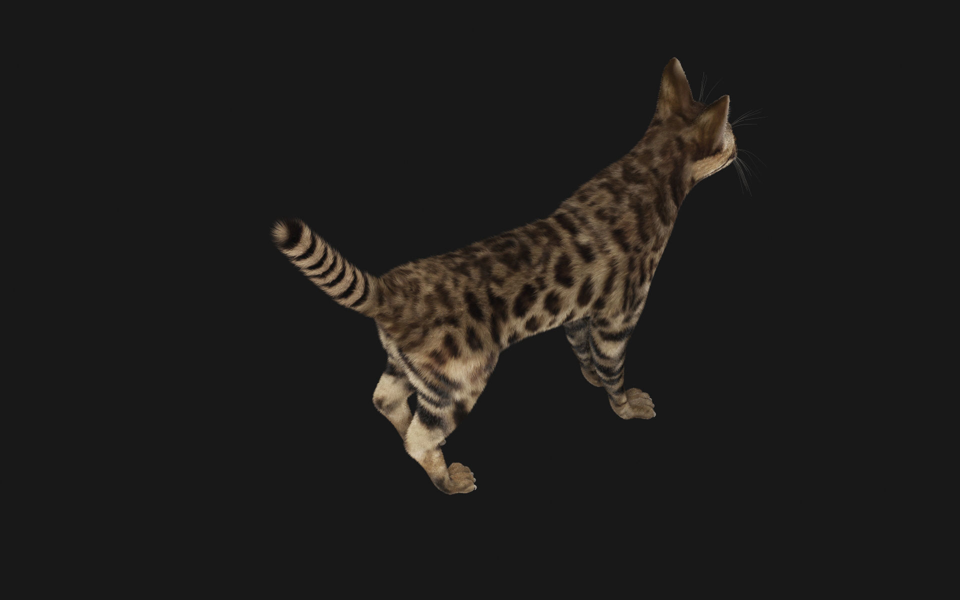Bengal Cat 3D model_7