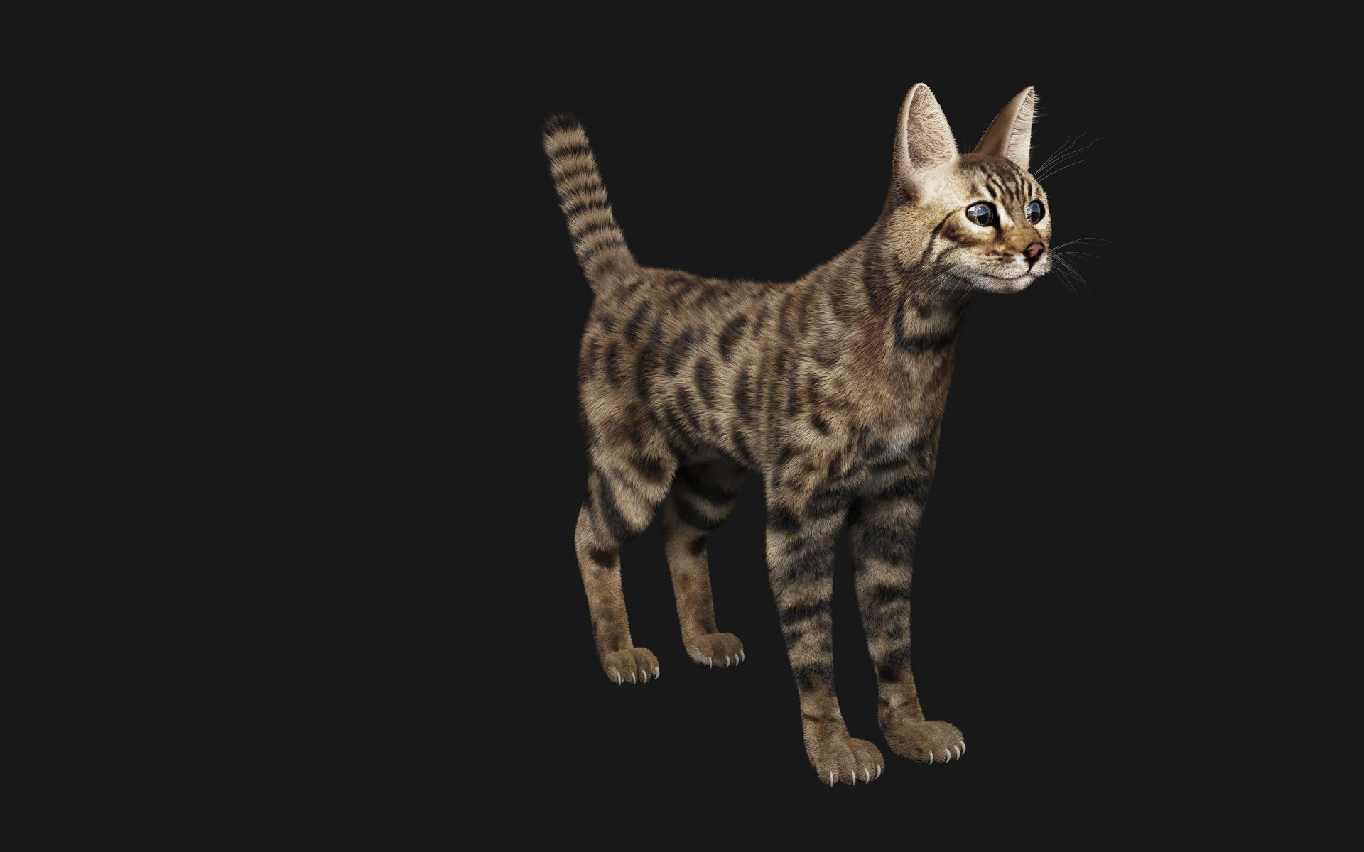 Bengal Cat 3D model_2
