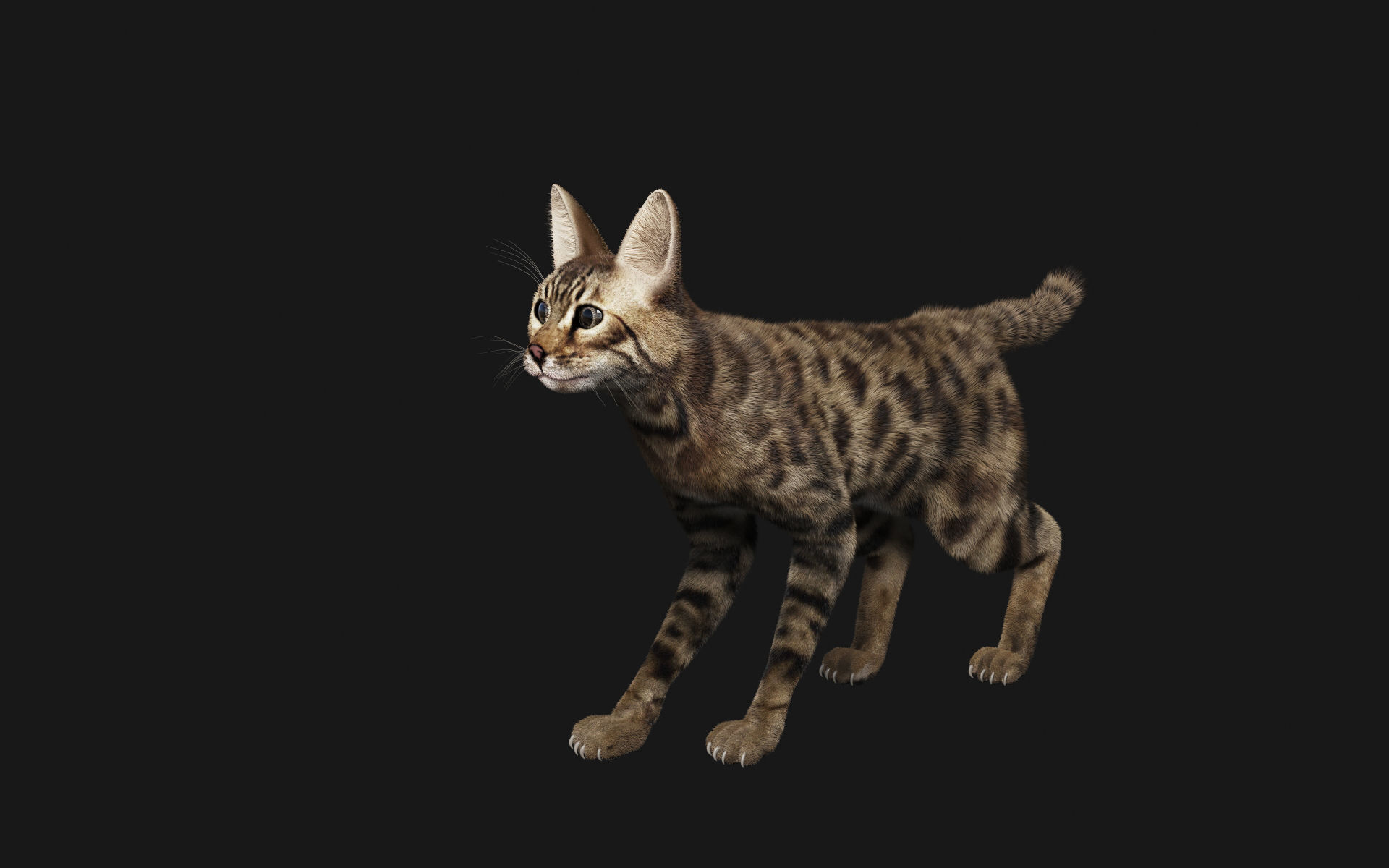 Bengal Cat 3D model_8